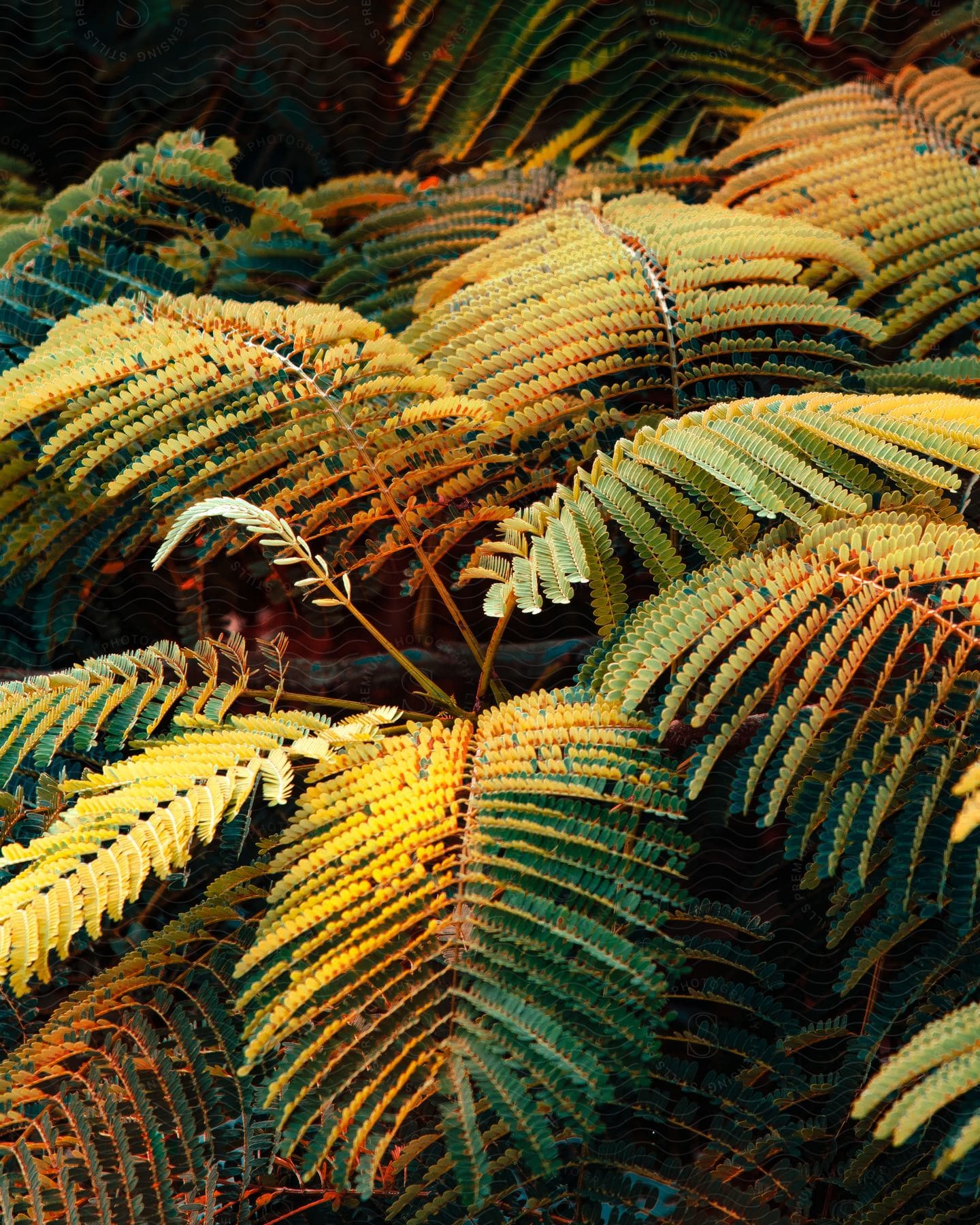 Fern leaves a tropical biome with sunlight reflection