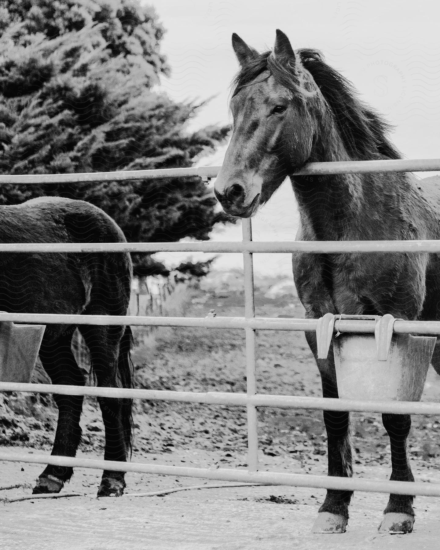 A horse standing behind a metal fence. The horse's muzzle protrudes slightly between the bars of the fence.