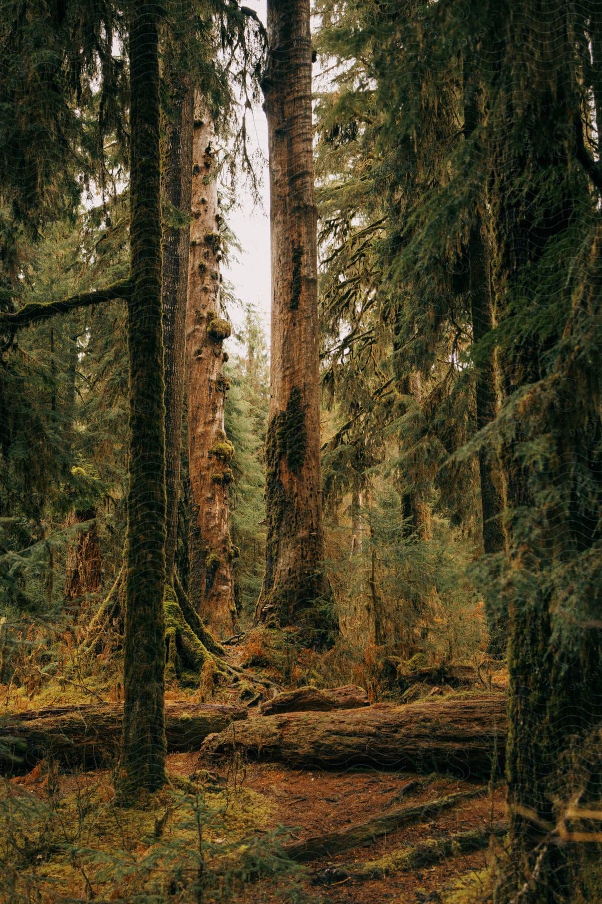 Many forest pine trees with moss growing on their bark and a few fallen dead trees.