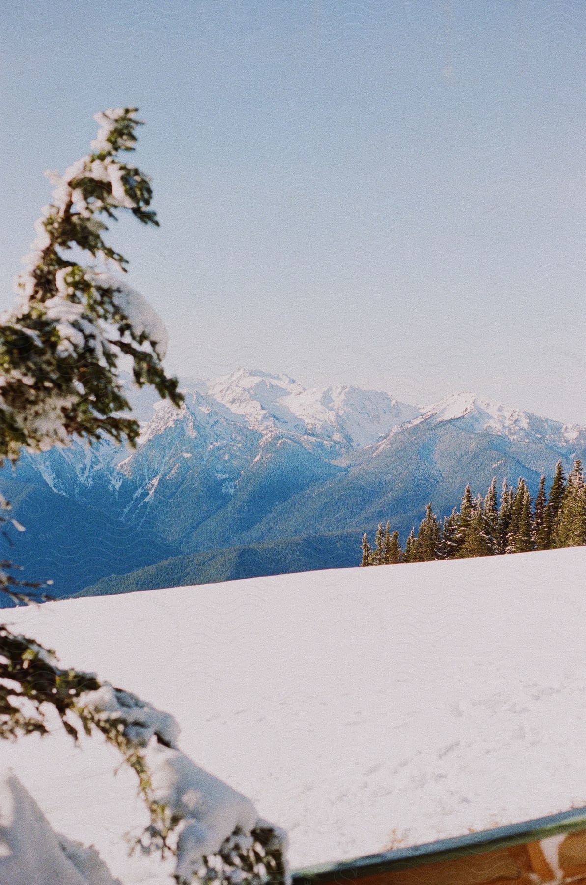 Snow-covered landscape with mountain range in the distance, snow-laden tree in the foreground.