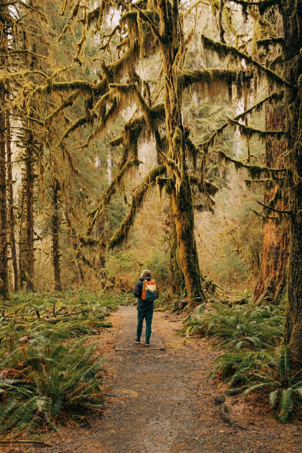 Backpacker stands on path  near moss covered forest trees.