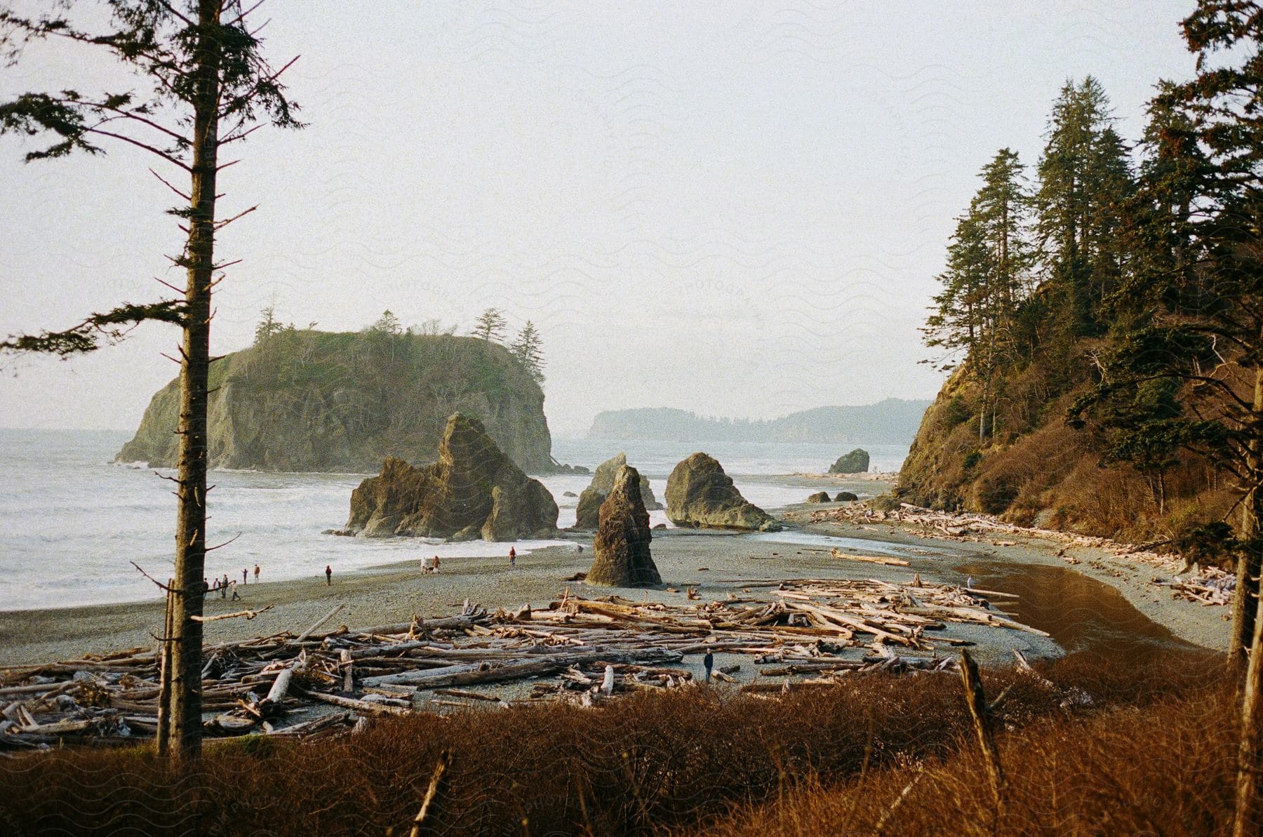 Coastline with driftwood and rock formations, people walking on beach with forested cliffs in background.