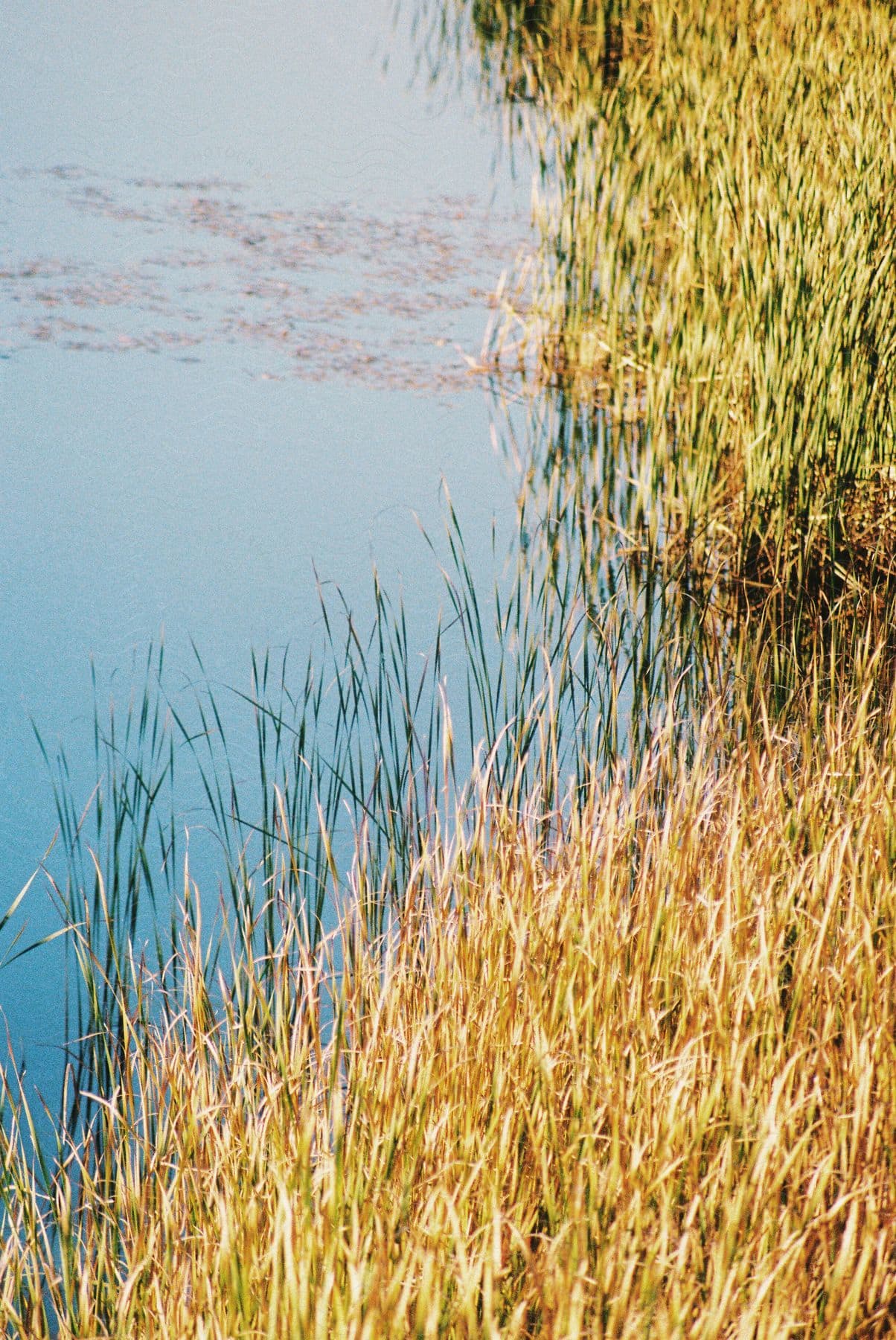 A dense bed of reeds sways gently in the breeze beside a still lake.