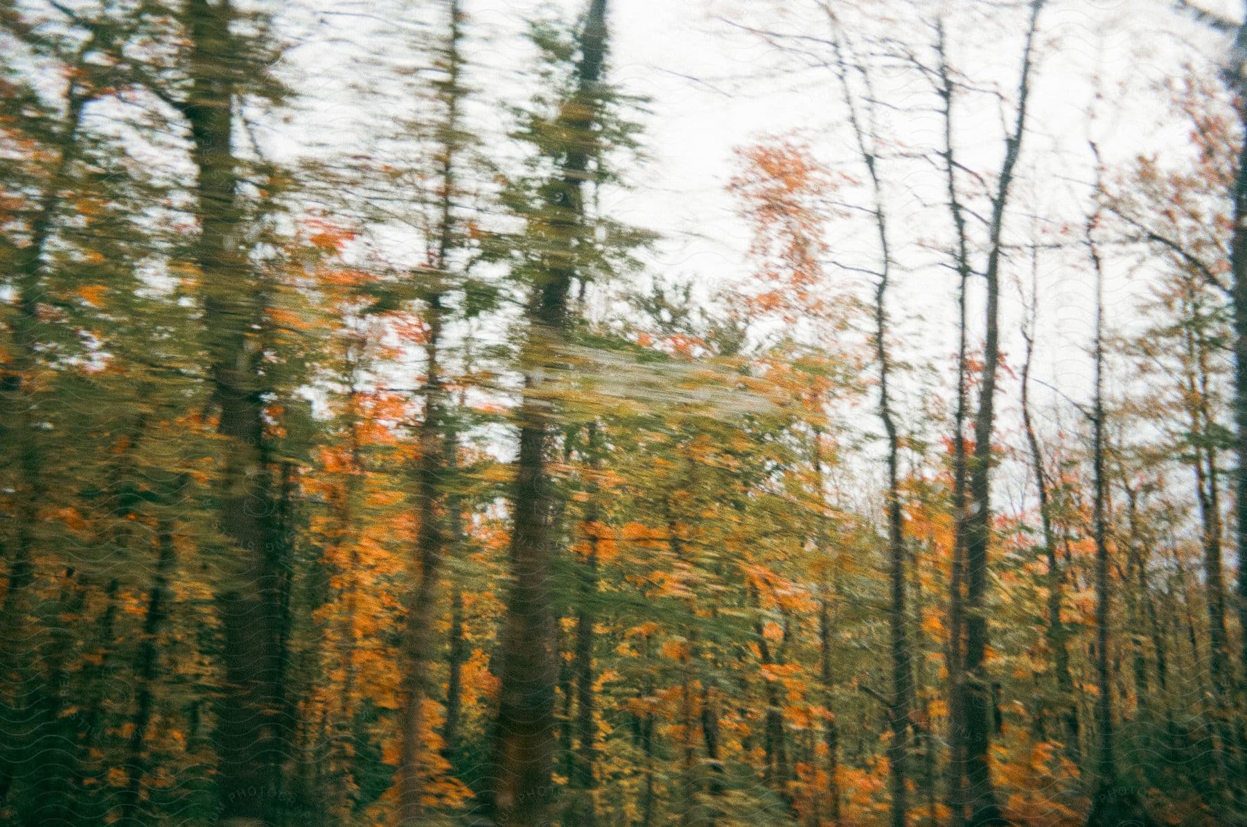 Forest trees in the fall.