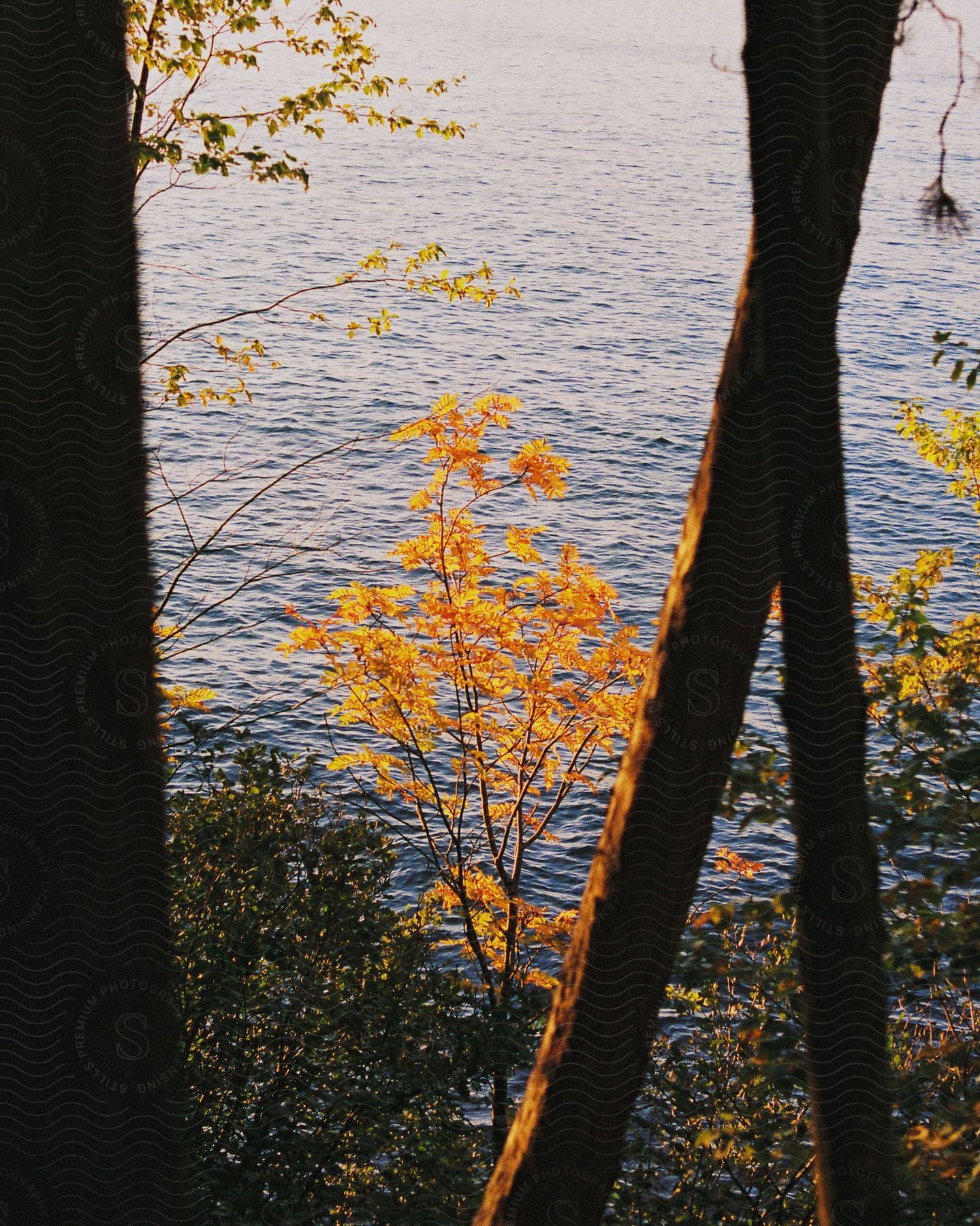 Branch near a lake blooming with yellow colors in the fall