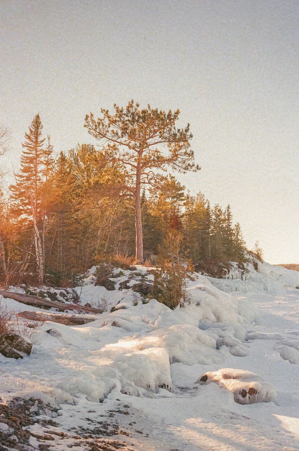 A forest near a snowy field at sunset