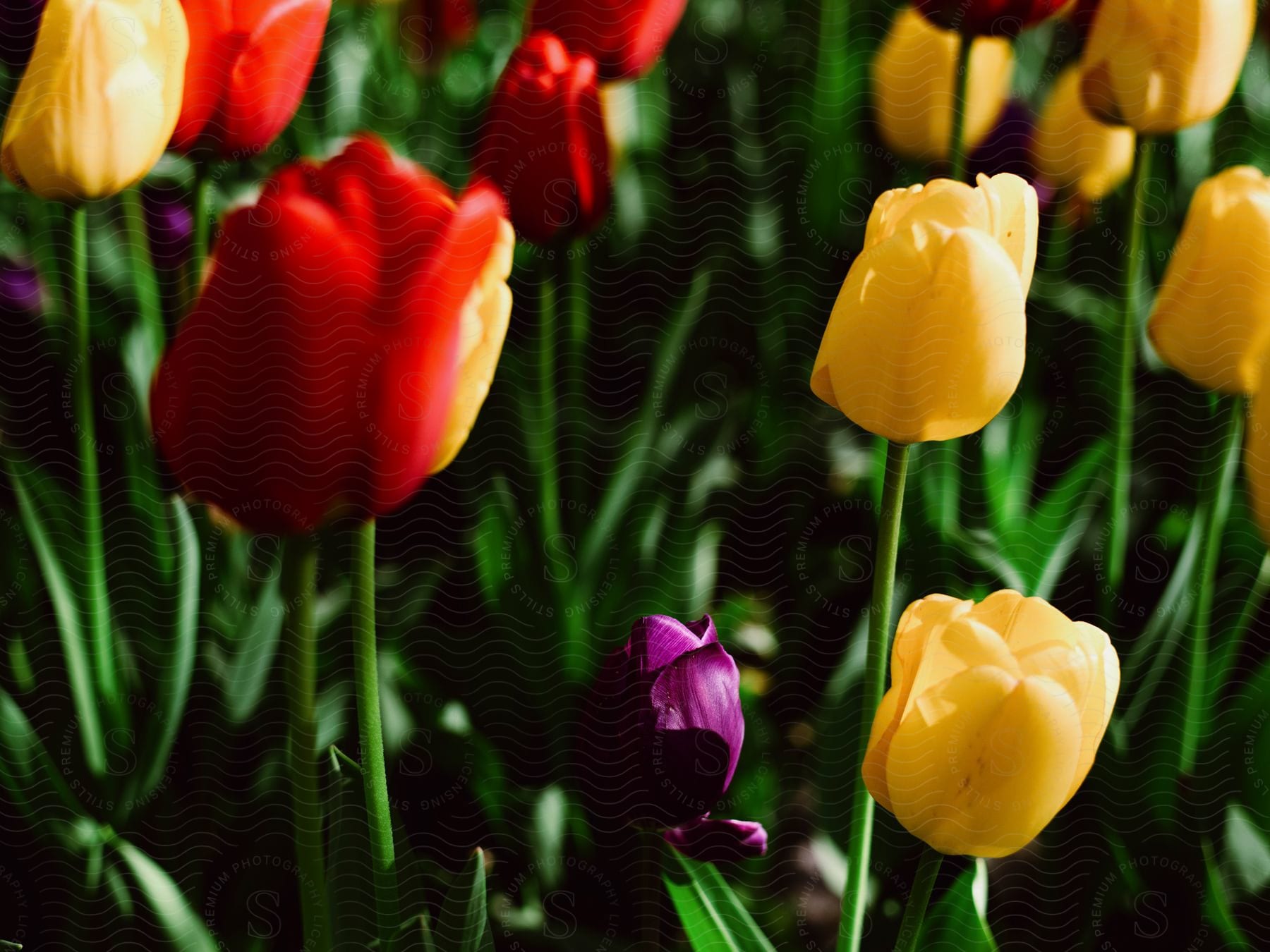 Garden with colorful tulips and solar reflection