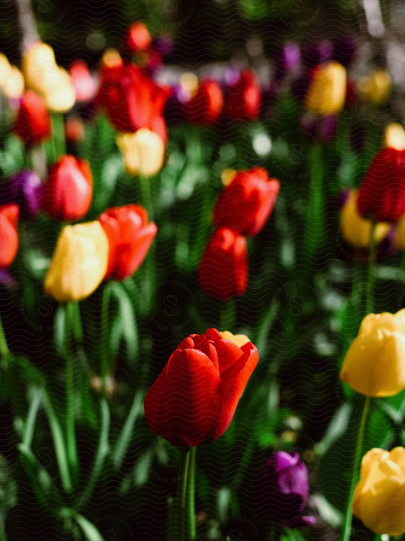 Garden with colorful tulips