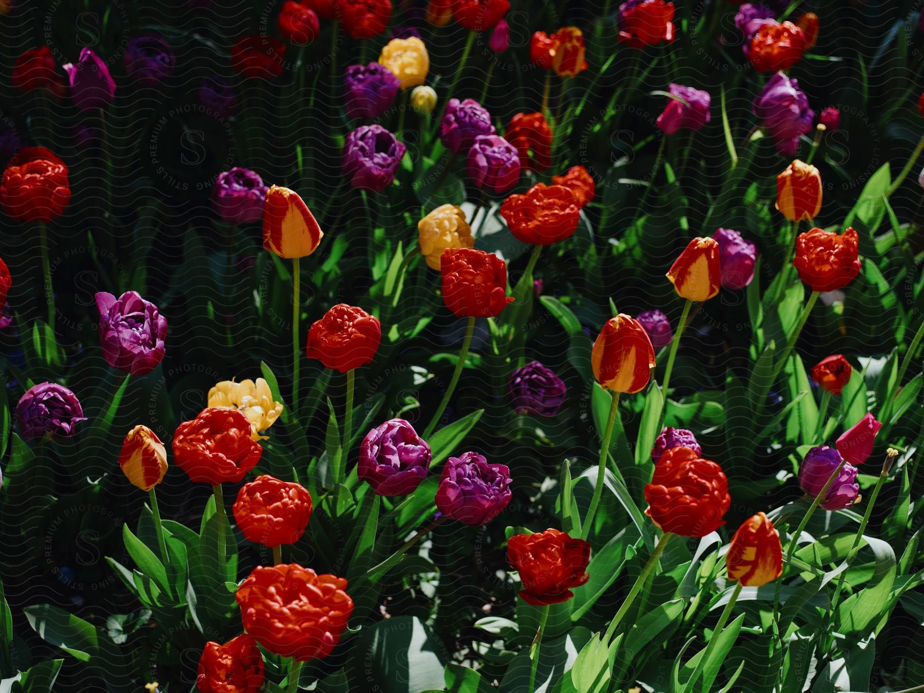 A vibrant and colorful garden of tulips in full bloom. Tulips come in a variety of colors, including purple, red, yellow, and orange.