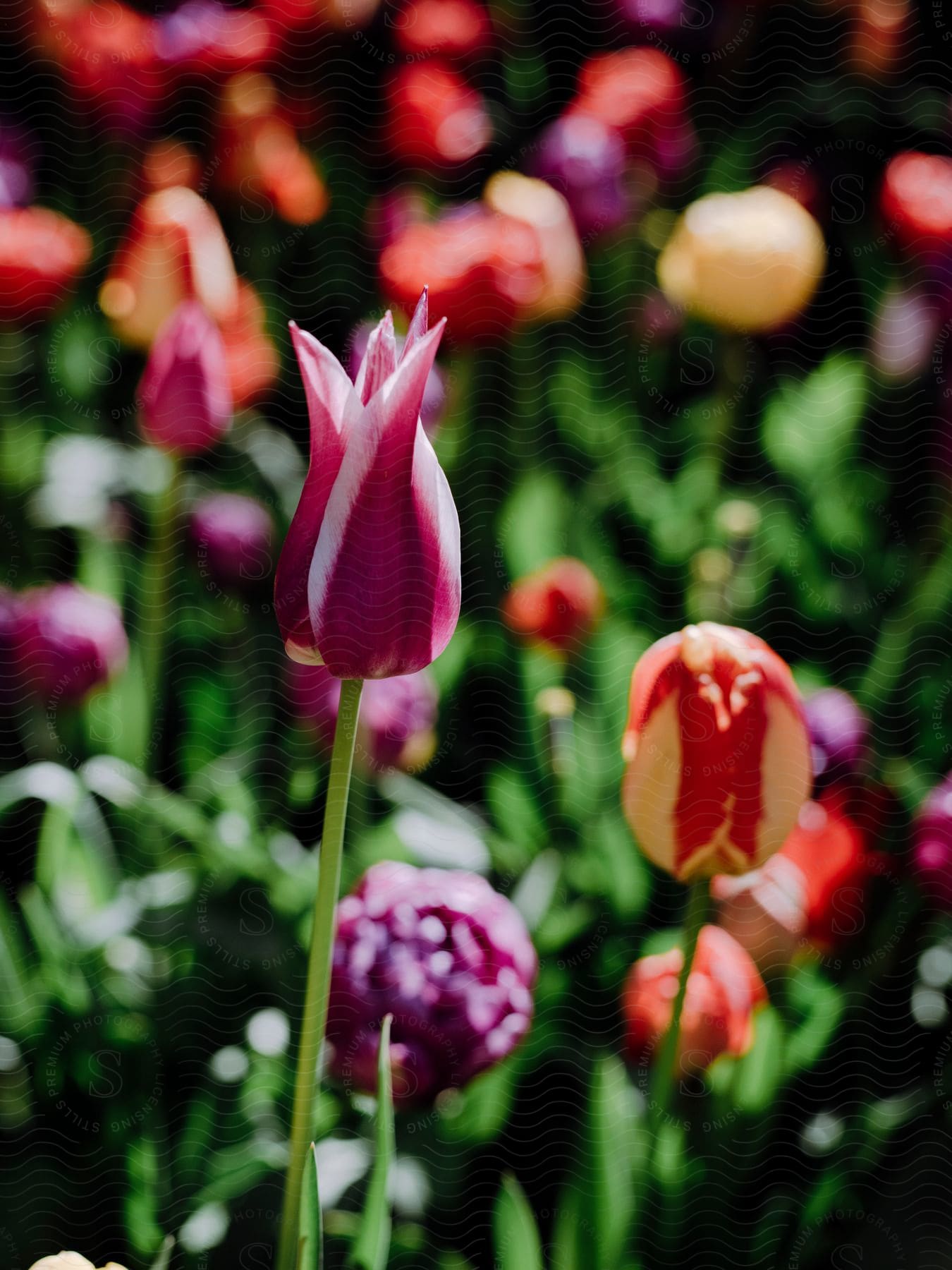 Garden with tulips of different colors in daylight