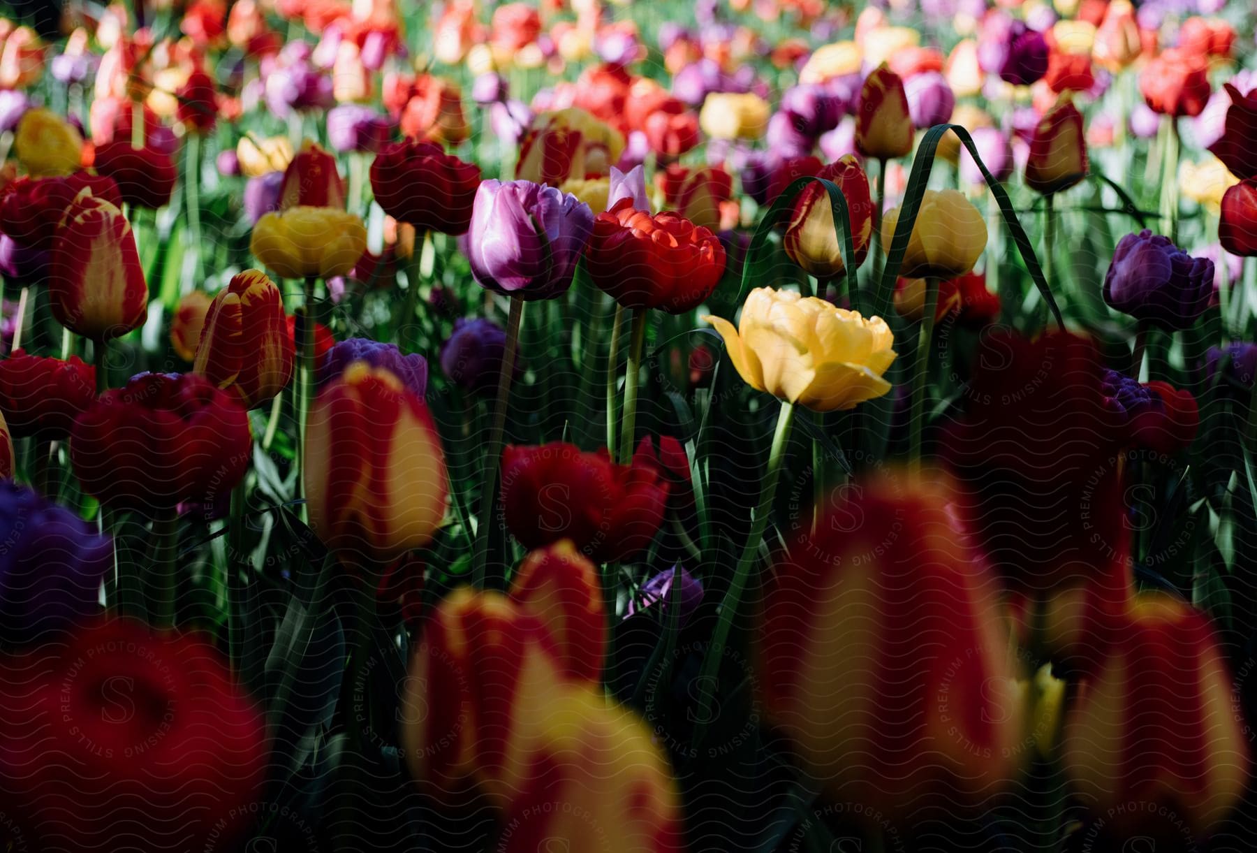 Garden with colorful tulips