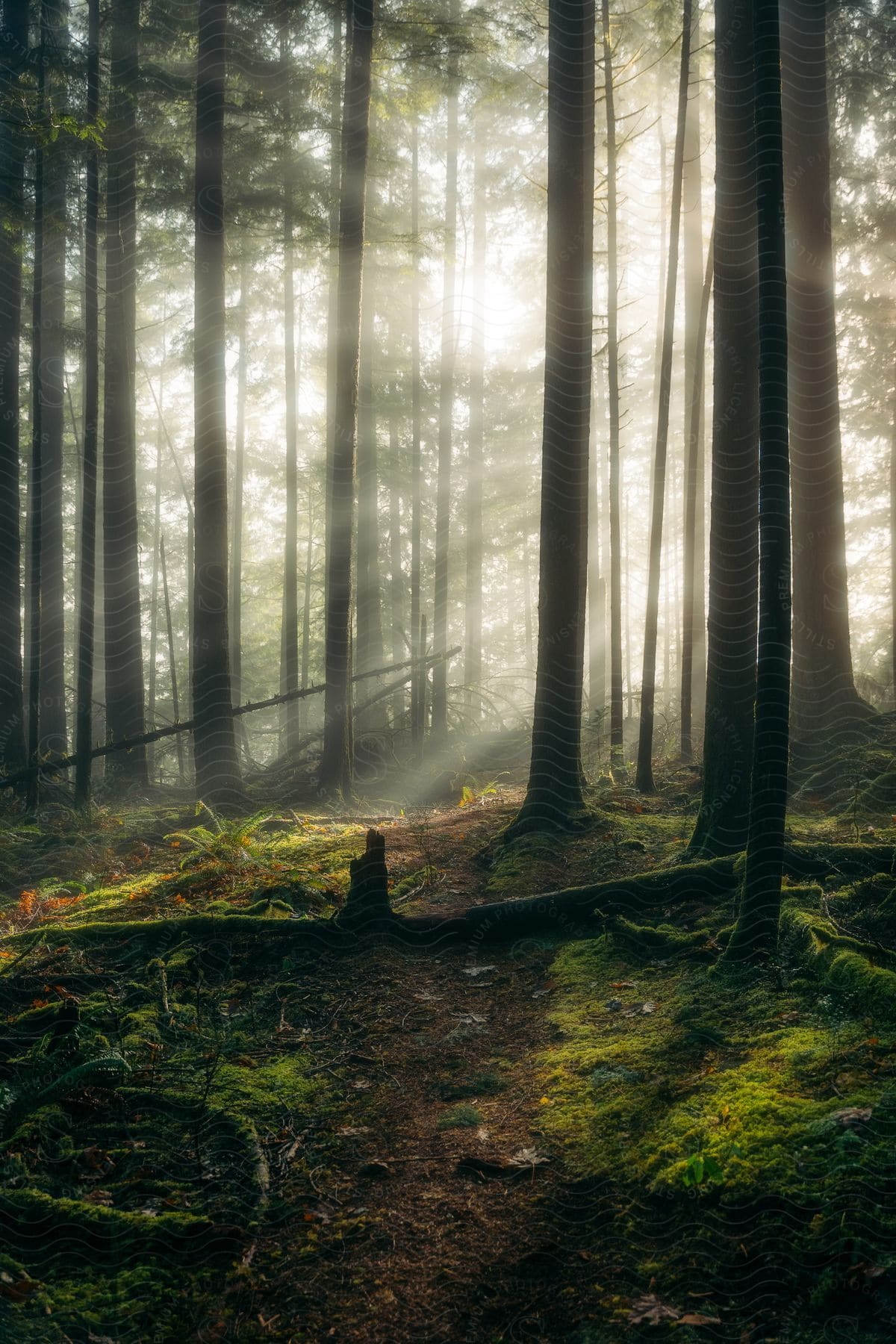 A view of a forest with light shining through the trees