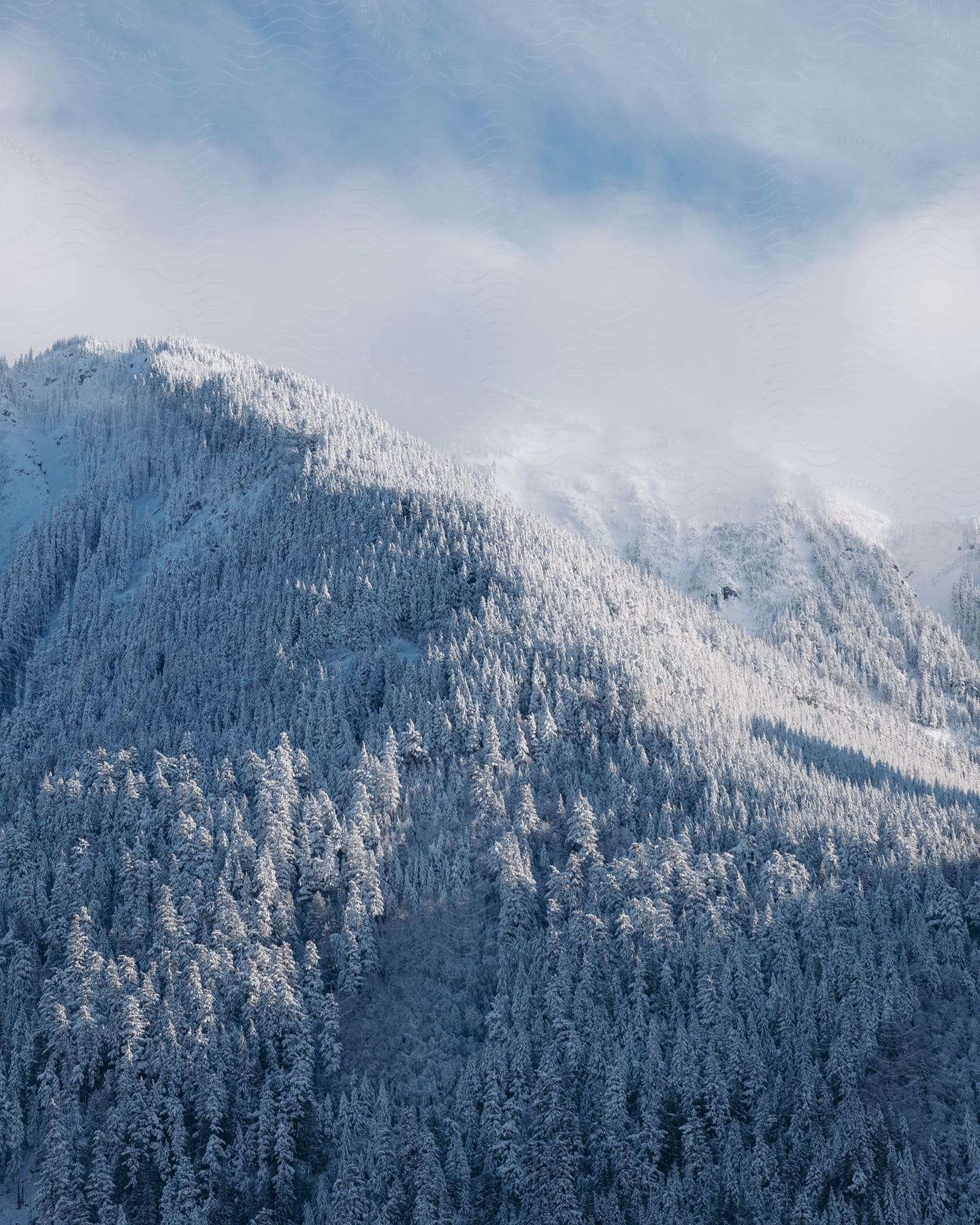 A mountain slope covered by a forest, blanketed by snow.