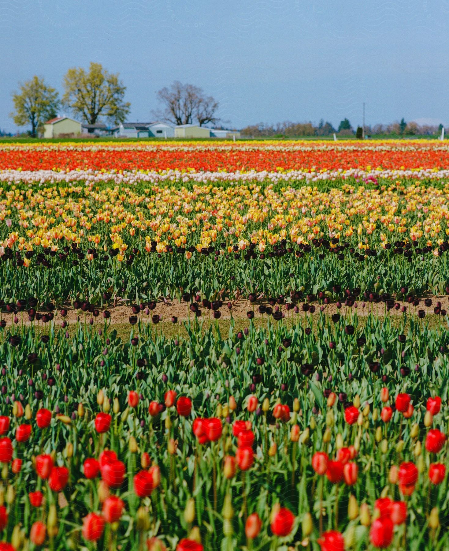 Vast garden with colorful tulip plantations and small rural houses in the background of the horizon