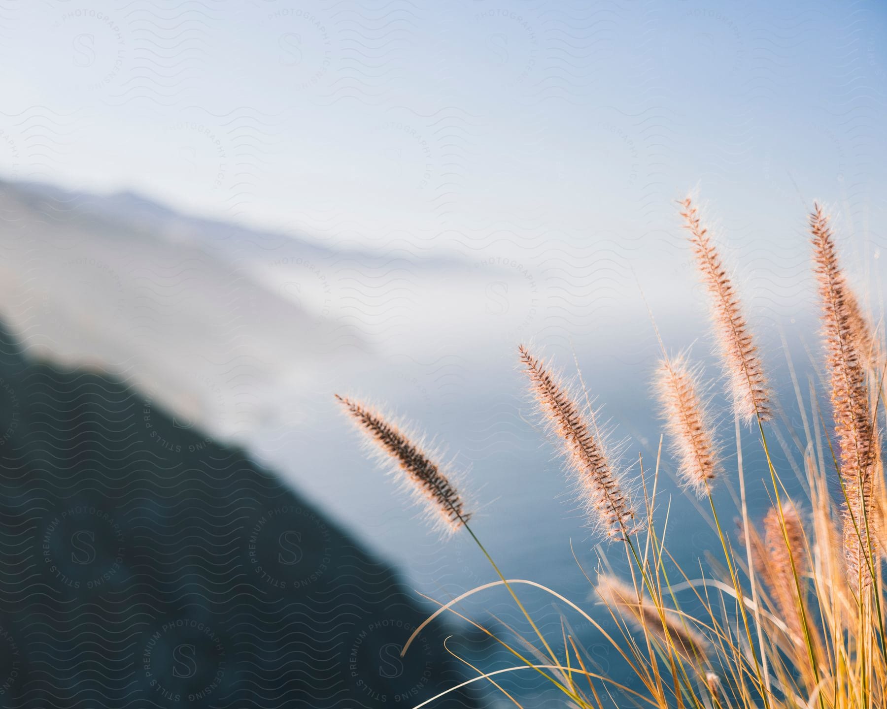 A plant with some blades you found With a background where the mountains and the sea