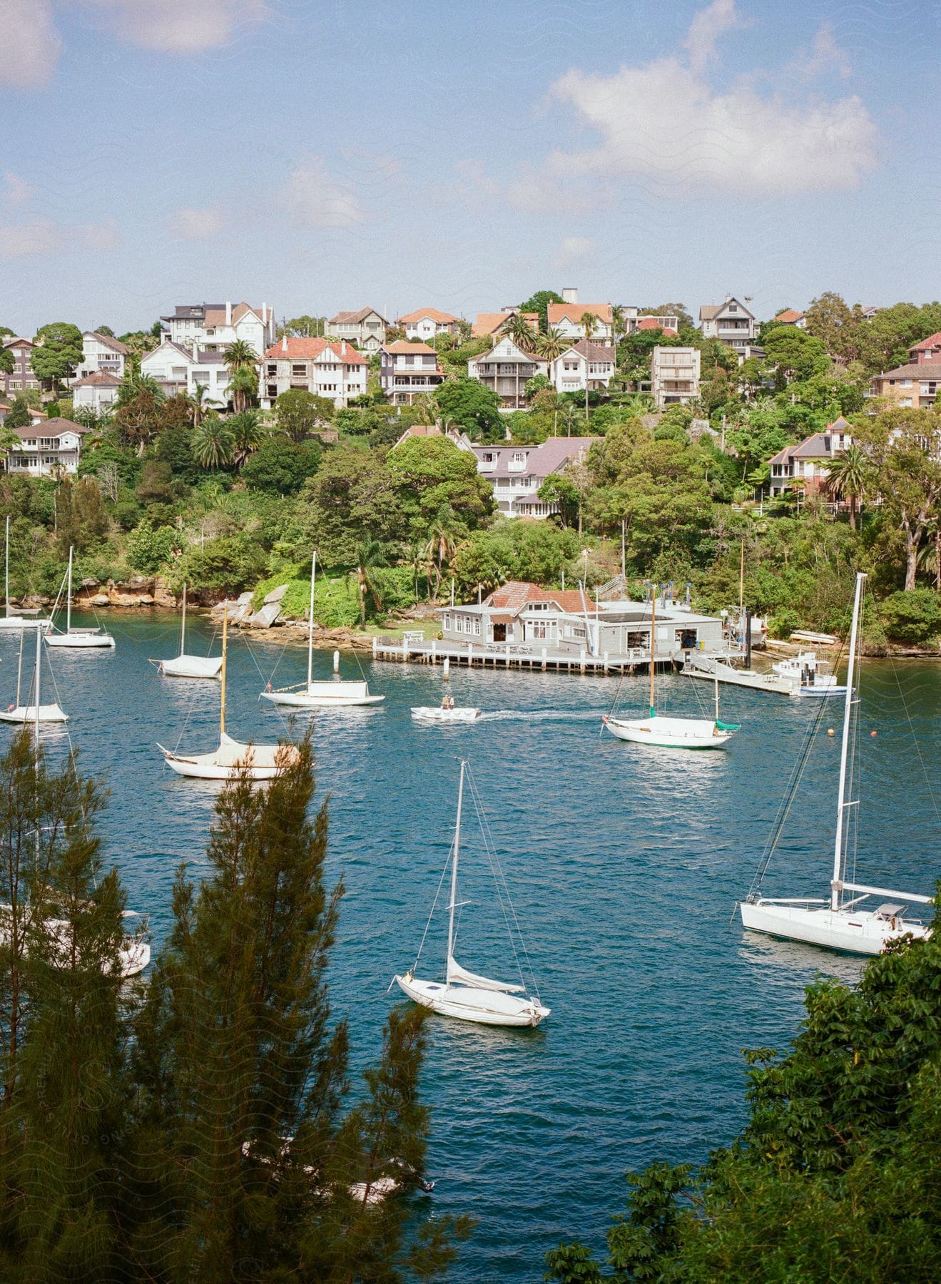 Sailboats in a bay with a waterfront boathouse and tree-covered hills with residential homes.