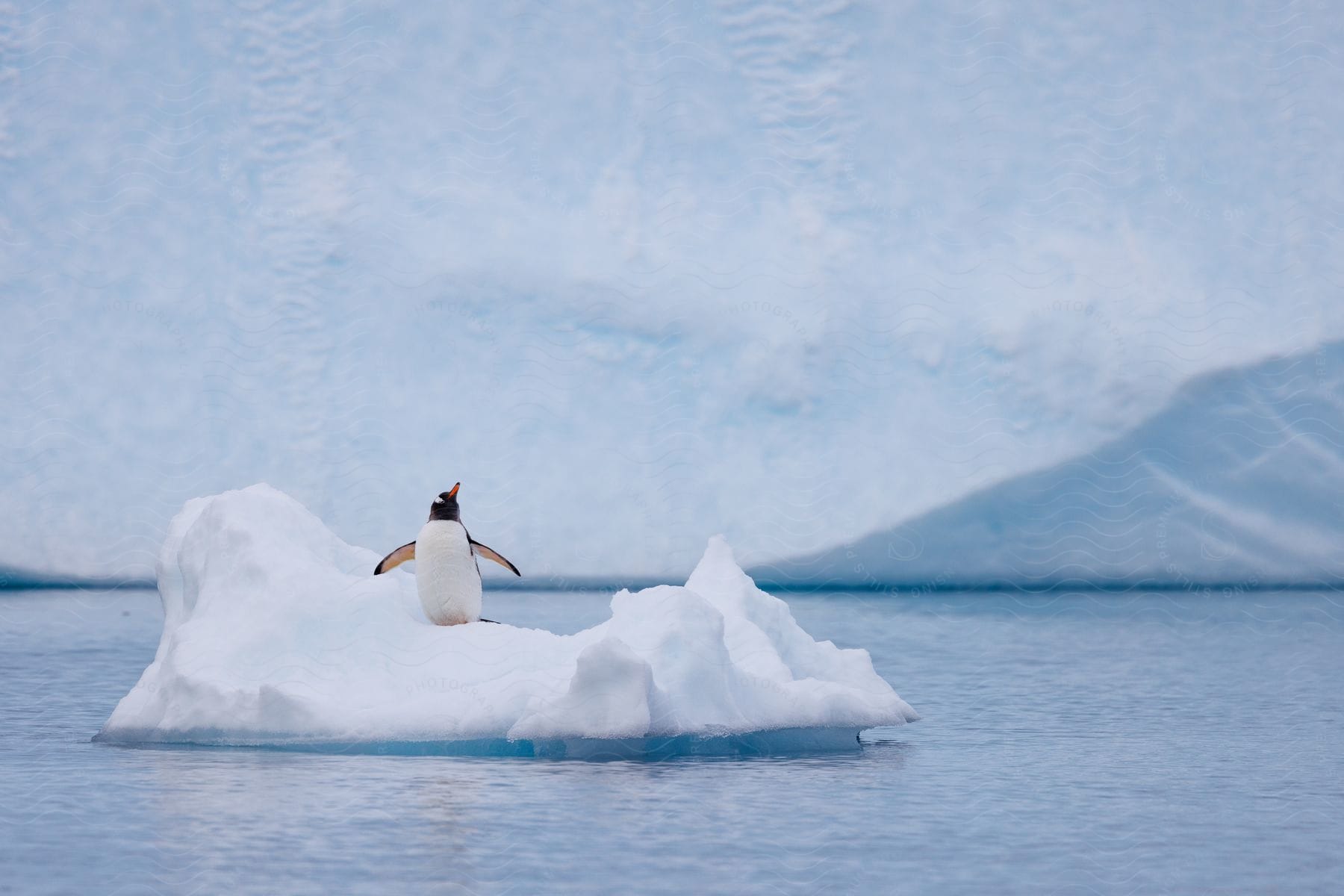 A penguin on an iceberg in a calm blue sea.