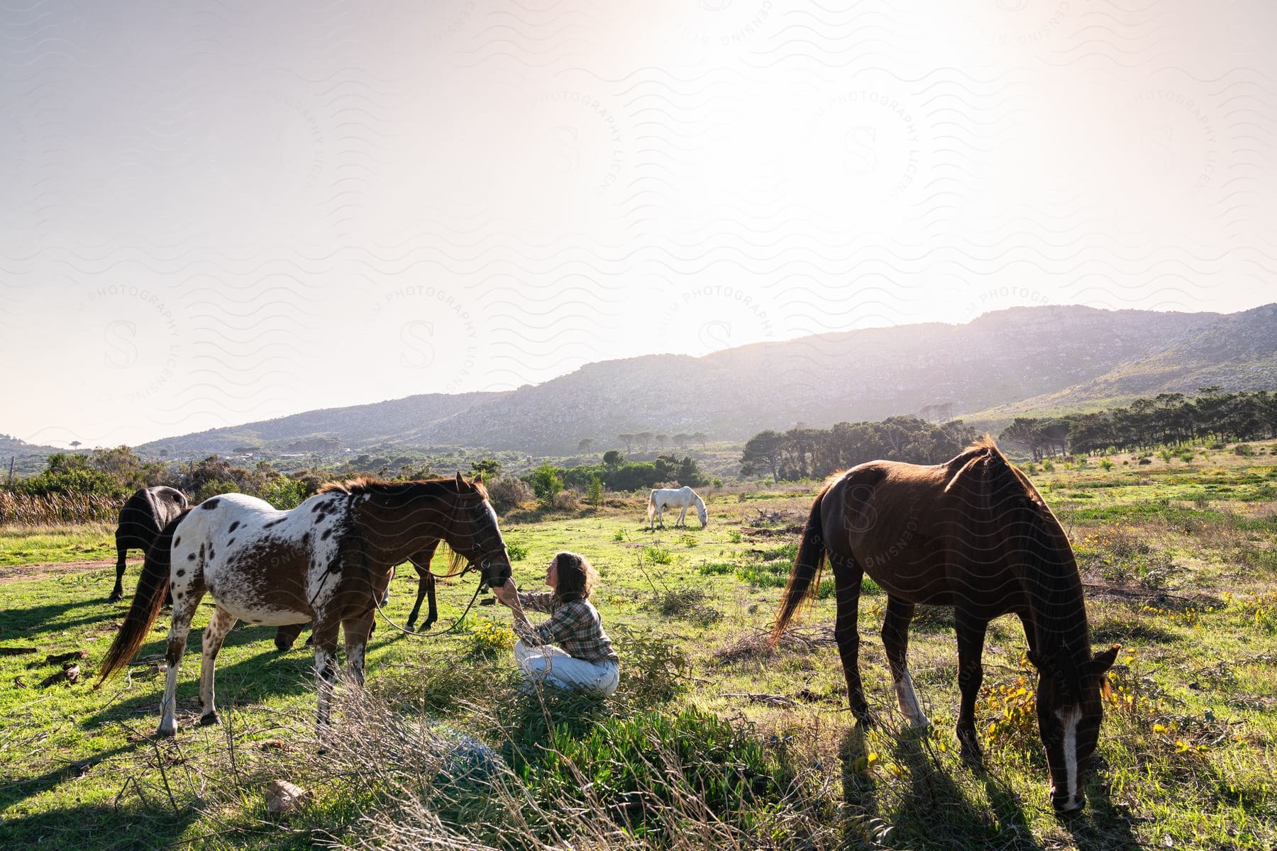 A woman smiling as she sits in a grassy field petting a horse while others graze around her