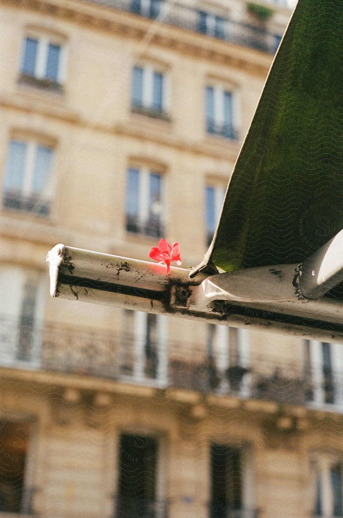 A red flower in a white pipe with a green tarp and behind it is a building