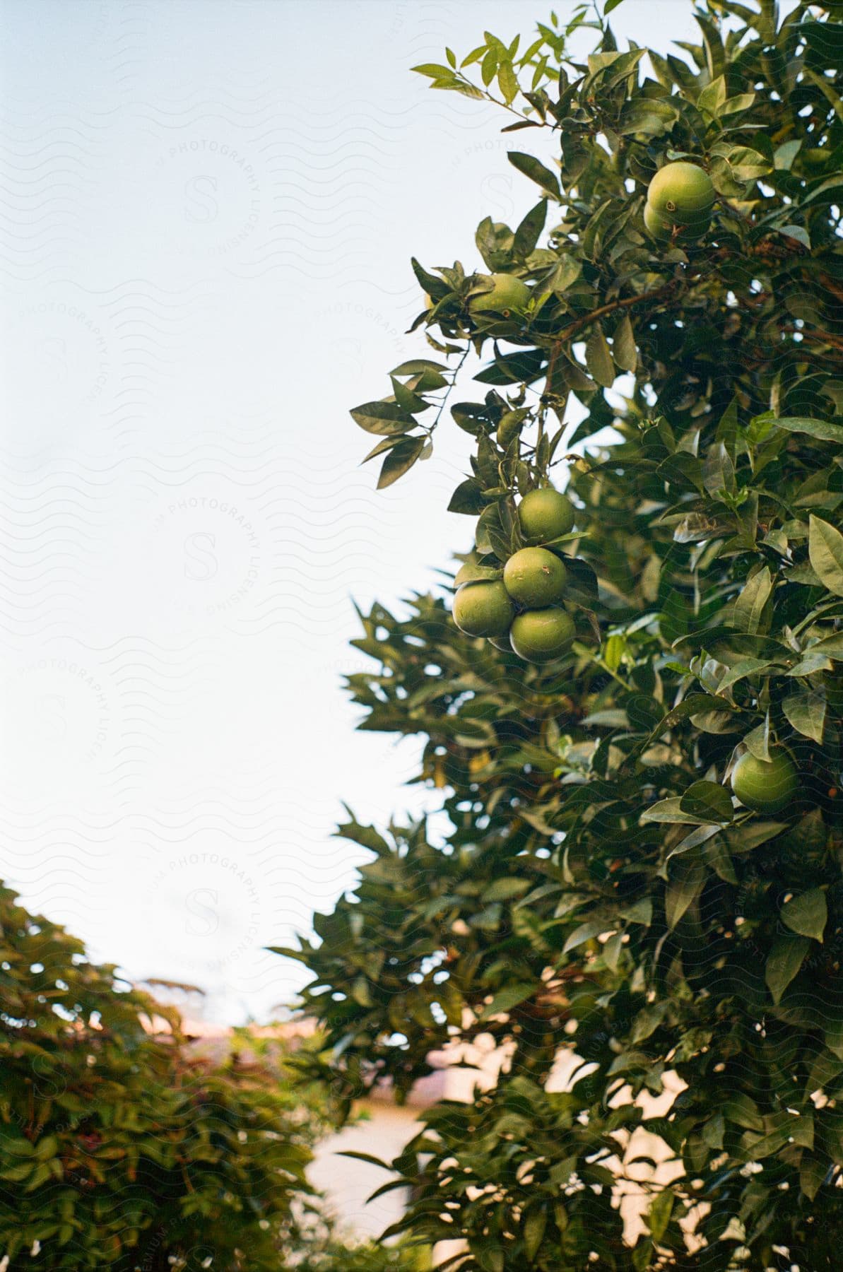 An image of an orange garden