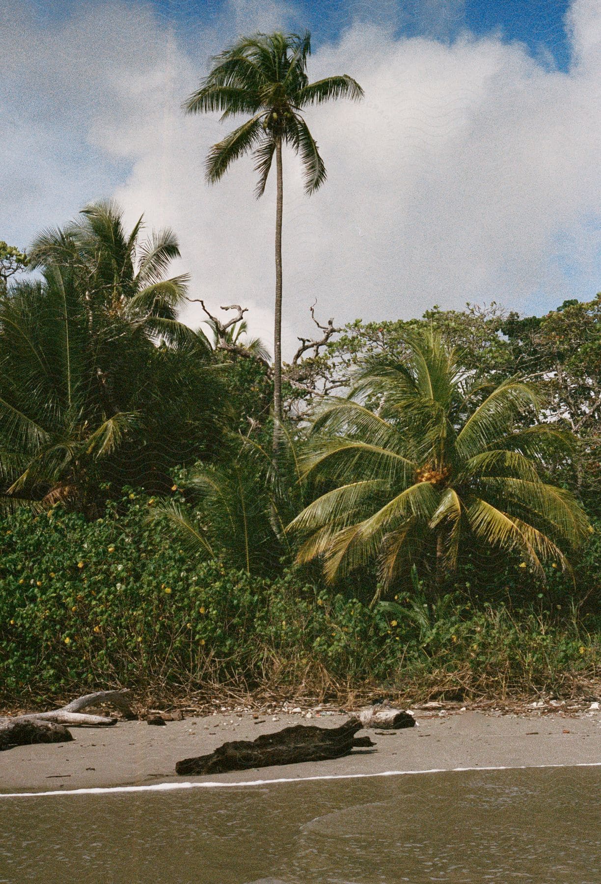 Landscape of a tropical forest on the edge of a calm beach