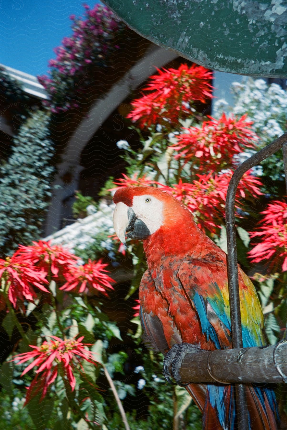 A bird sitting outdoors on a sunny day