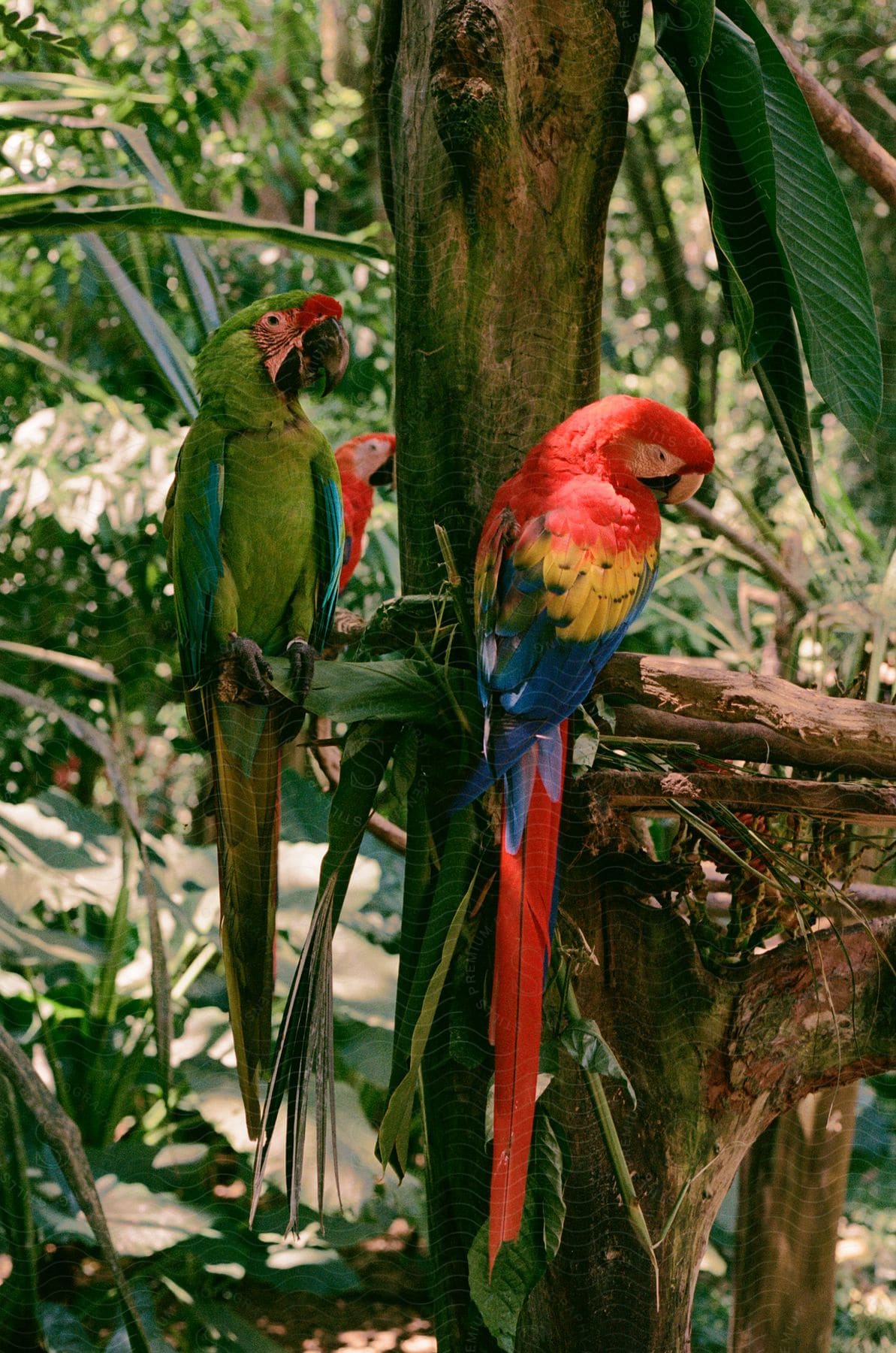 Two macaws are perched on a tree branch in a tropical jungle.