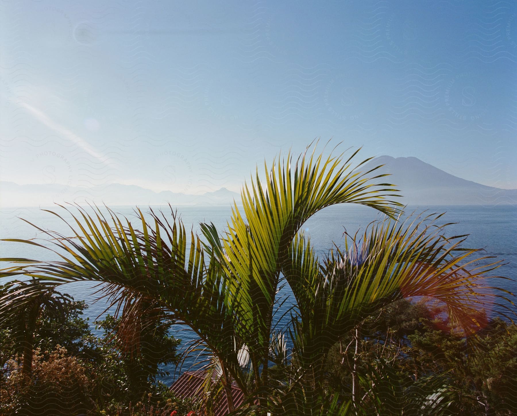 A view of a palm tree outdoors in a tropical area