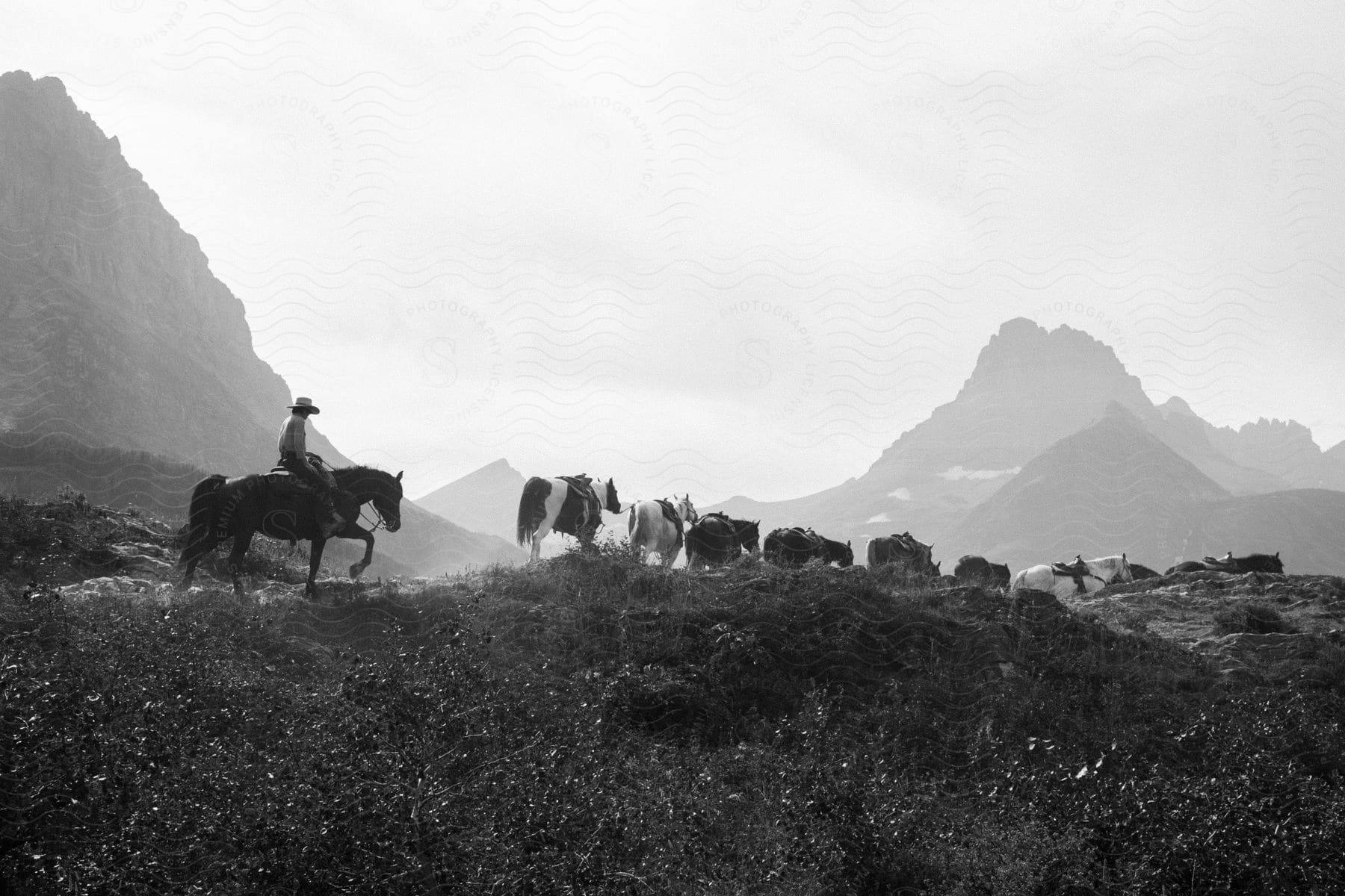 A cowboy rides behind a line of roped together horses along a mountain ridge