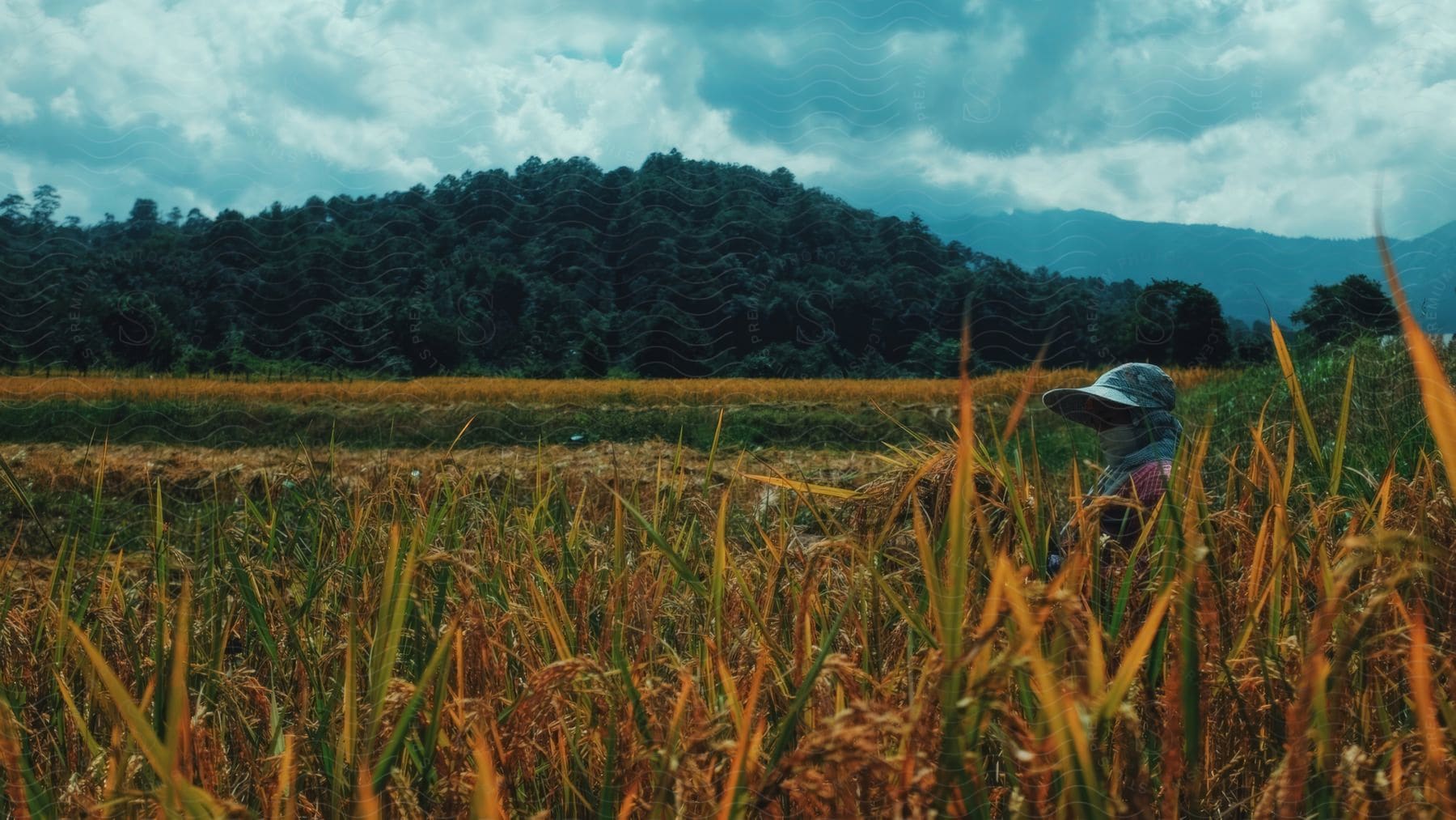 Person with hat in the middle of an agricultural field