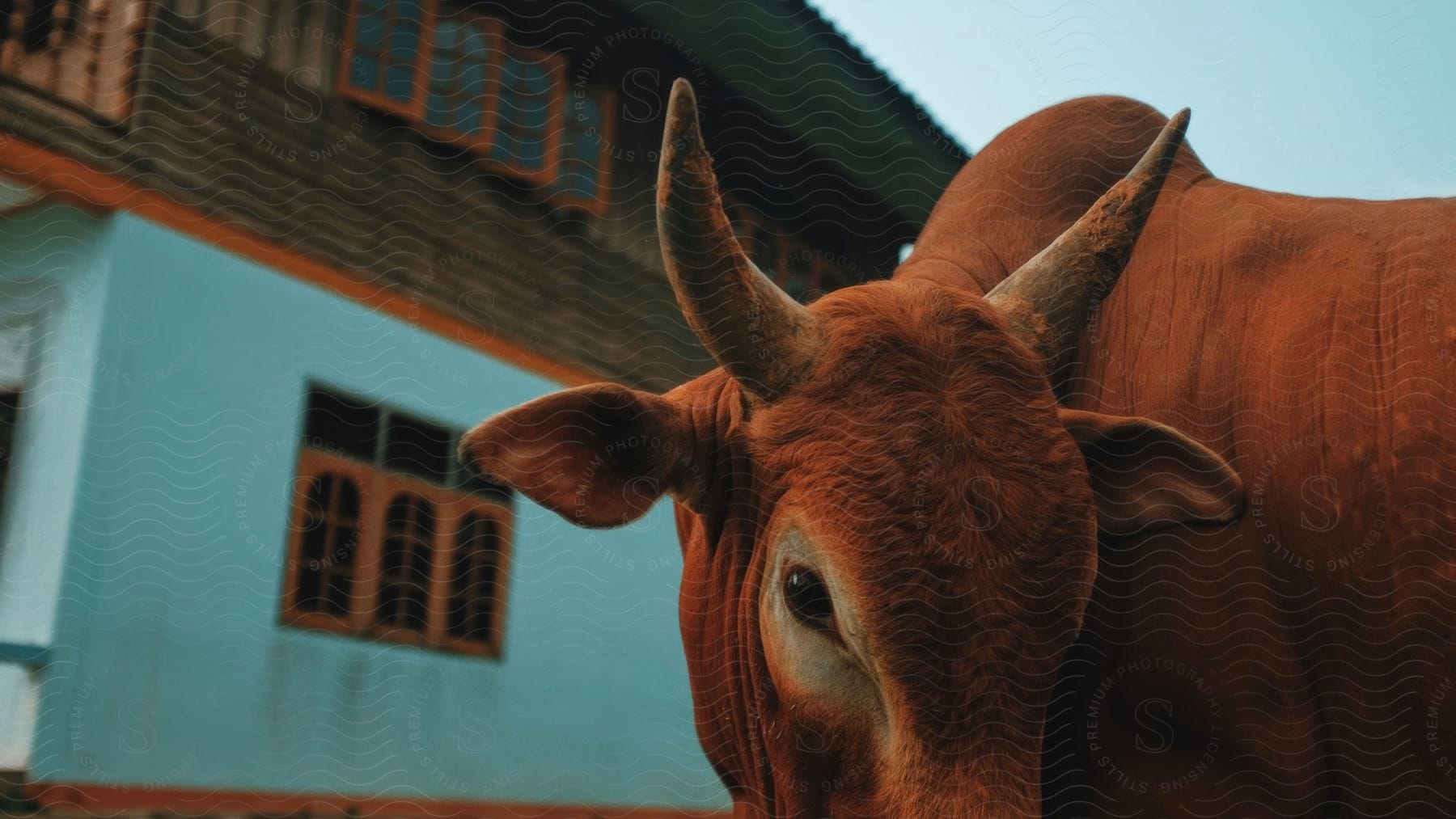 Red Sindhi with horns.