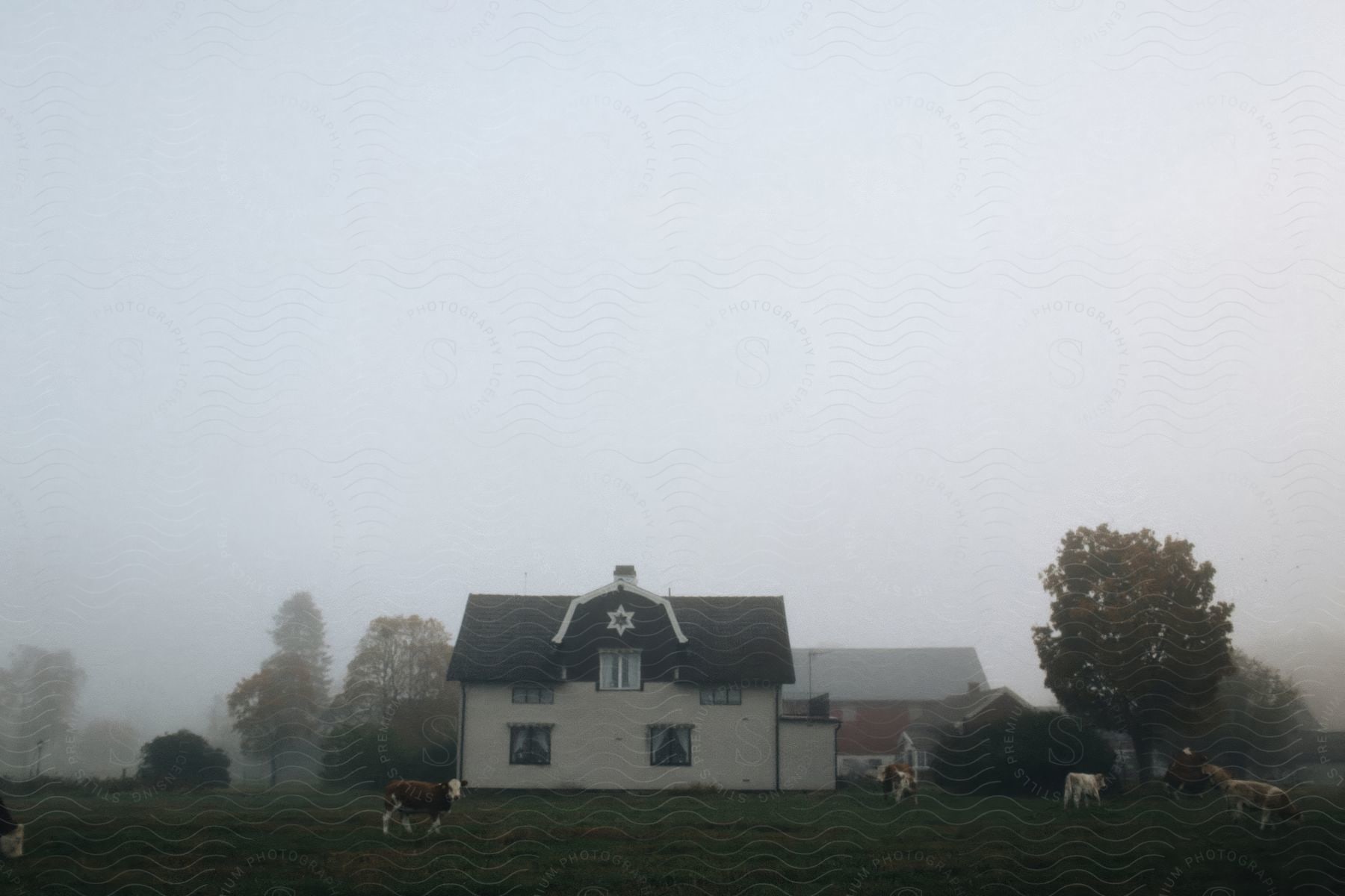 Farm house with cattle walking on the grass on a foggy day