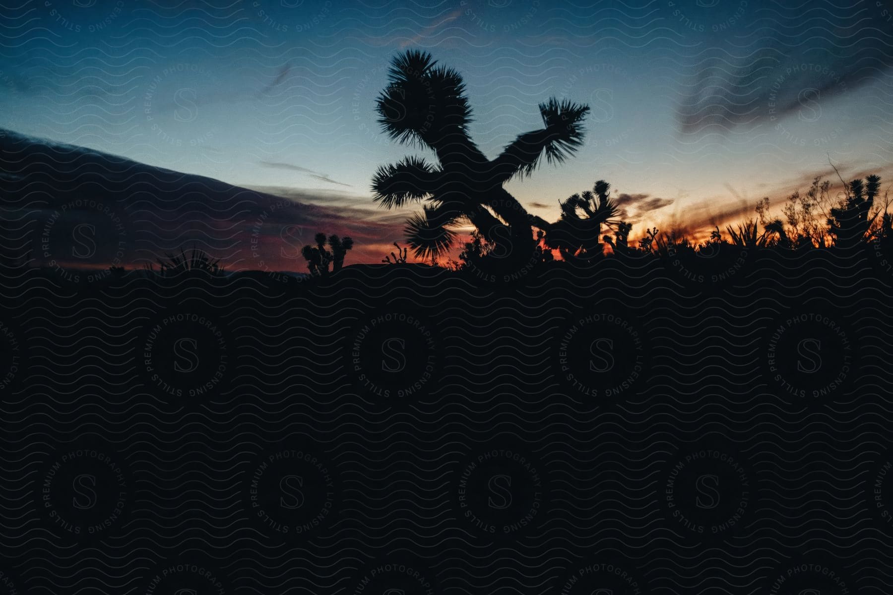 Silhouette of a desert biome with cacti on a reddish sky day on the horizon