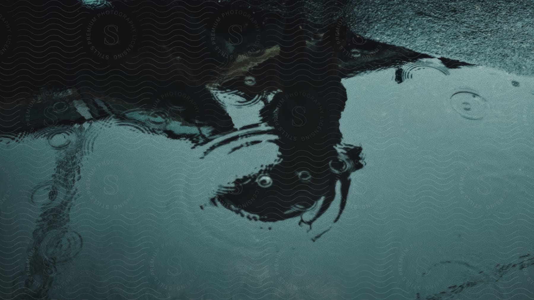 A silhouette reflection is visible in a puddle on a dark wet surface with raindrops creating ripples