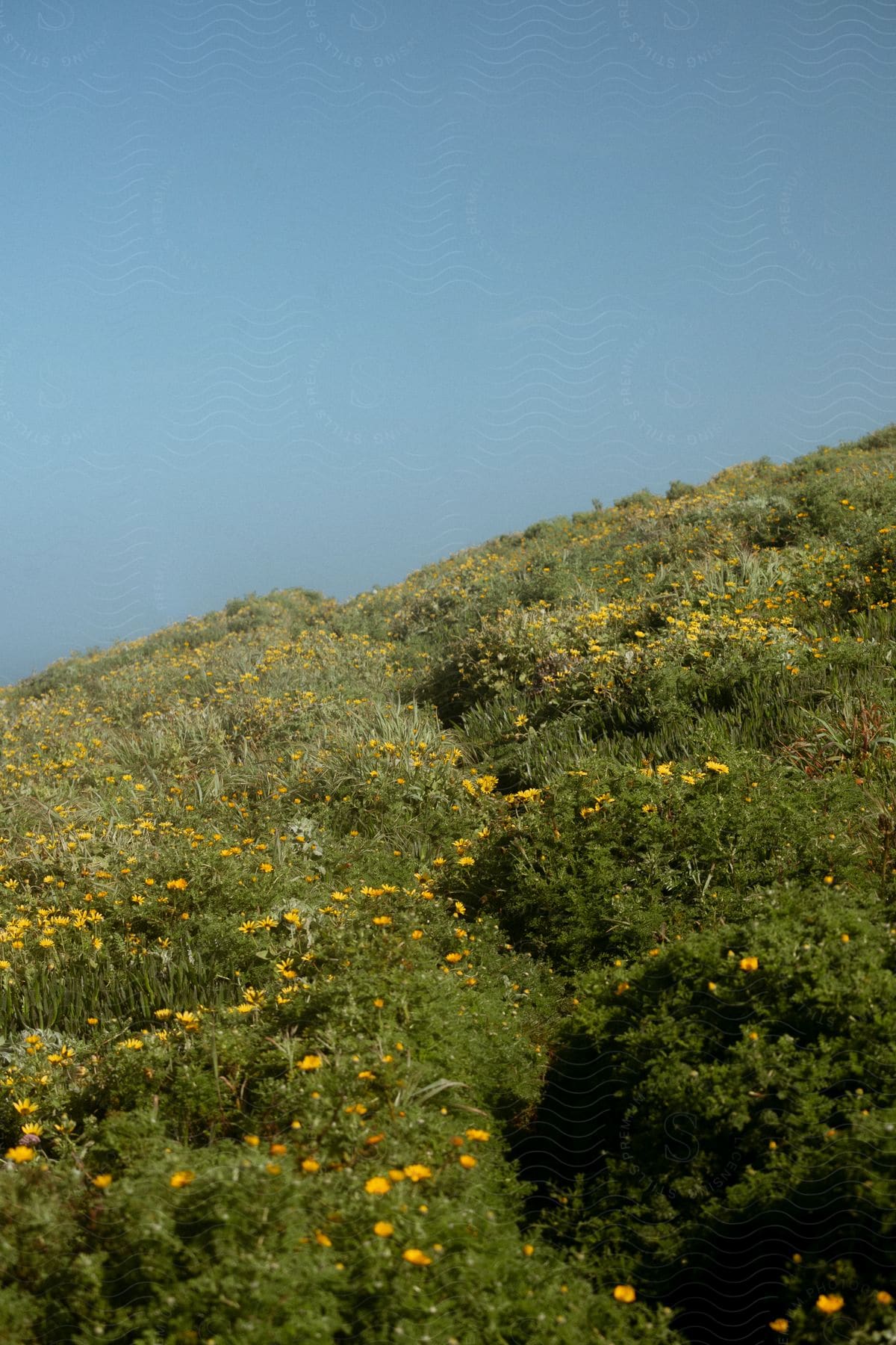 Mountain with bushes and yellow flowers against a cloudless blue sky