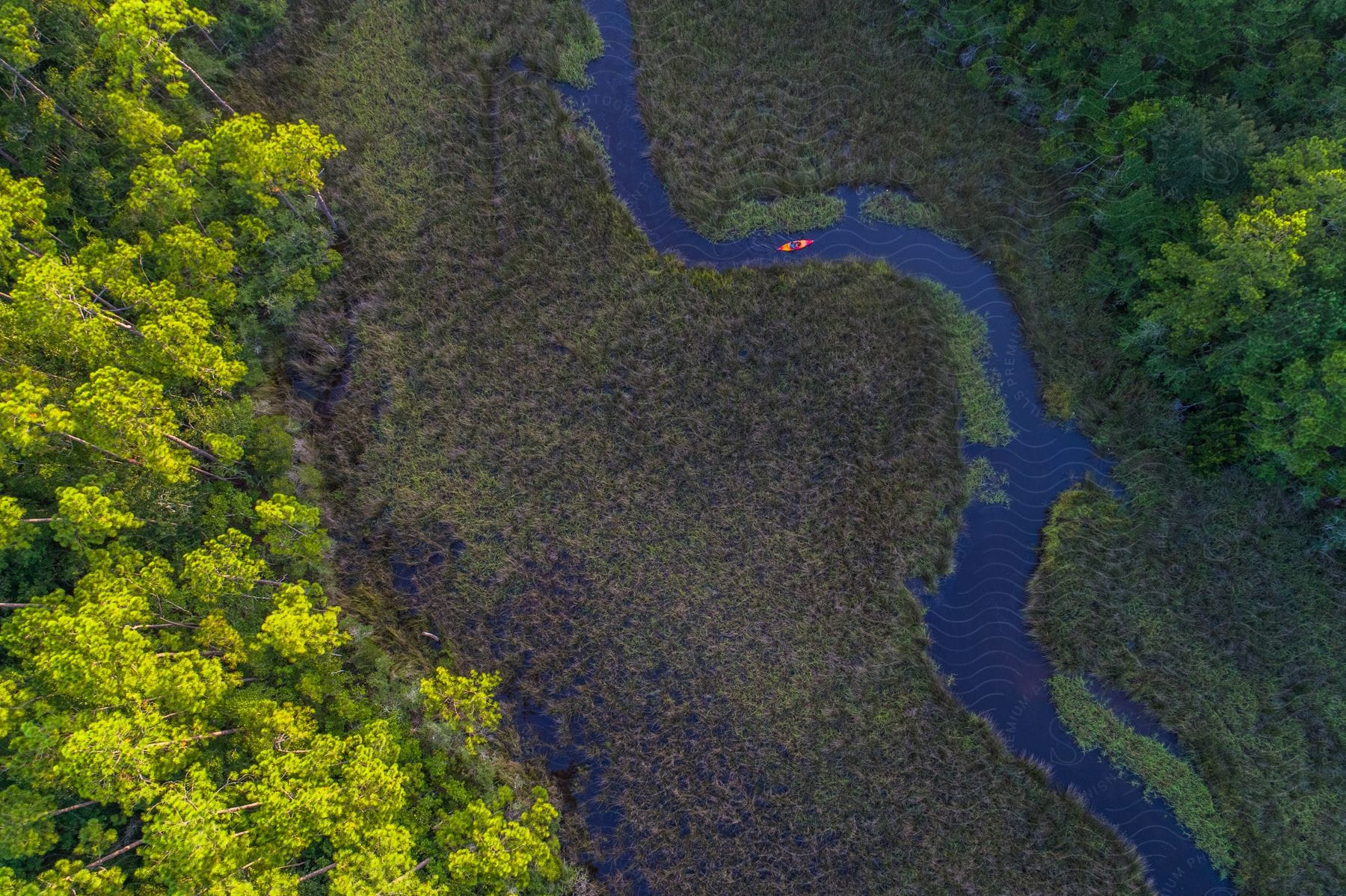 Canoe sailing in a river through the forest