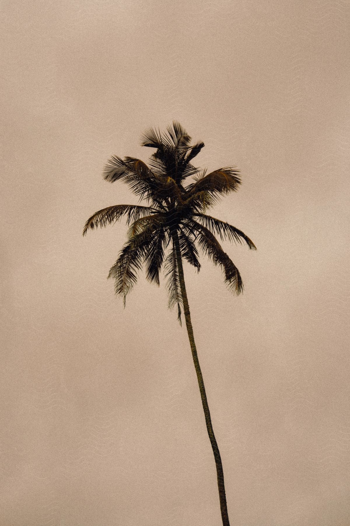 Stock photo of a tall palm tree stands against the sky, reaching upward with its vibrant green fronds.