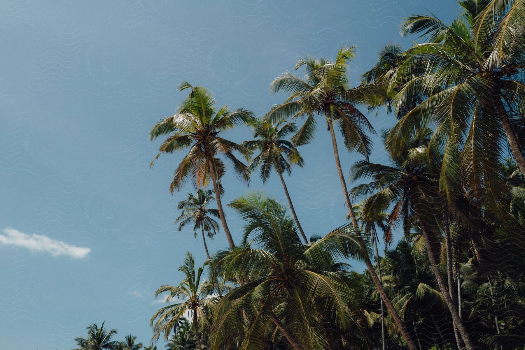 Group of tall coconut trees against a clear blue sky in a tropical environment.