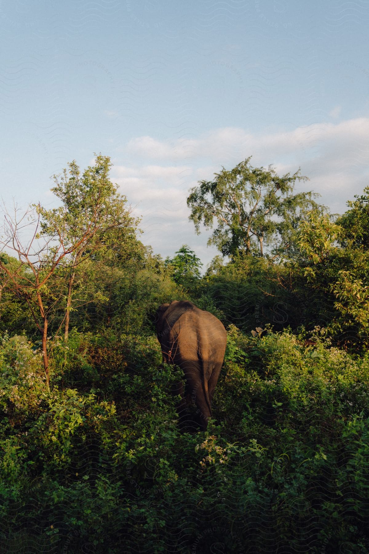 An elephant stands alone in the middle of a forested landscape.