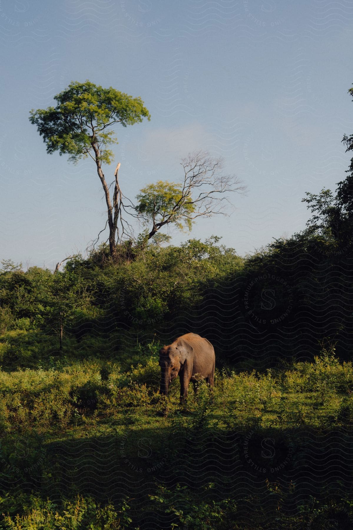 Elephant in a natural environment surrounded by green vegetation and trees in a jungle.