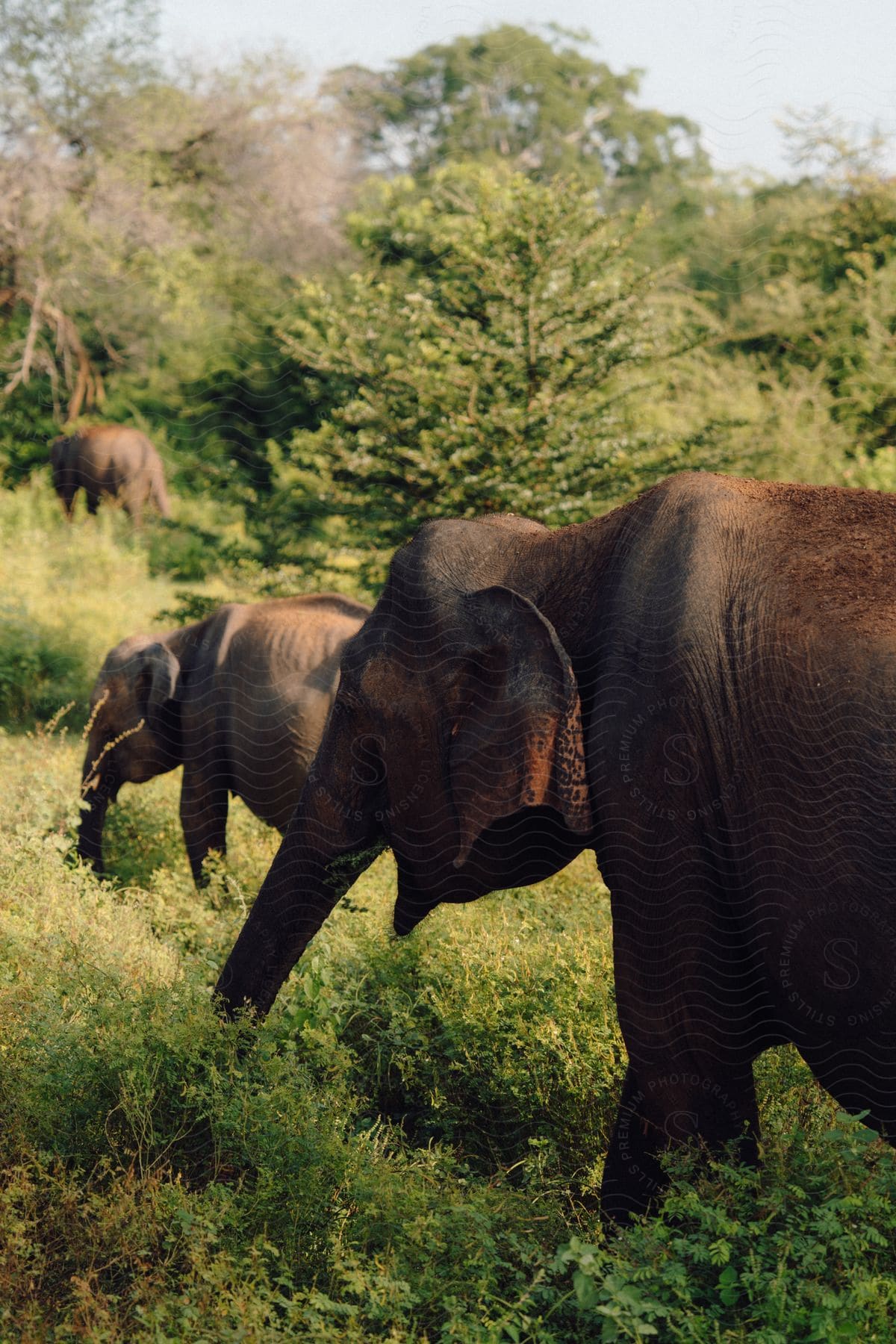 Three elephants graze on the tall grass of a lush forest.