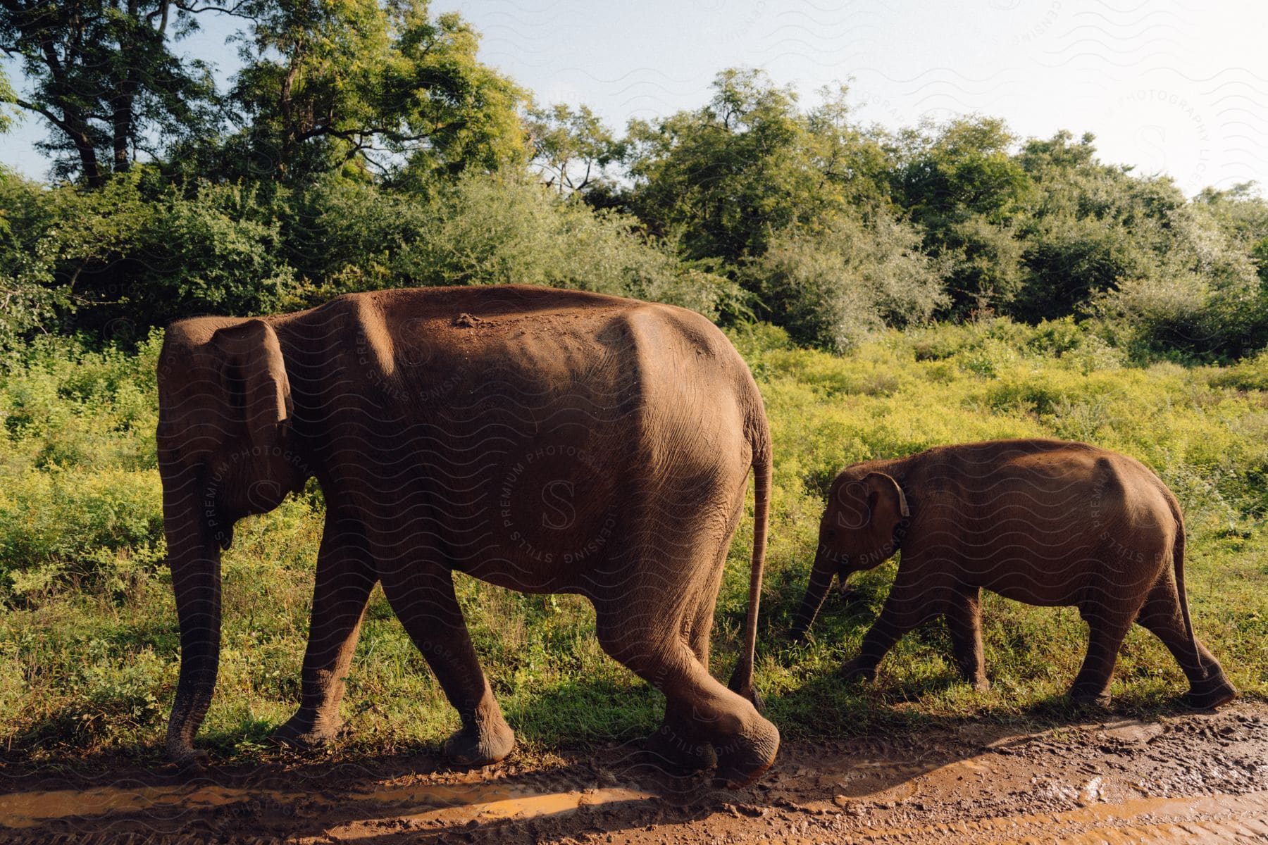 an adult Asian elephant and a baby elephant walking down a dirt road.