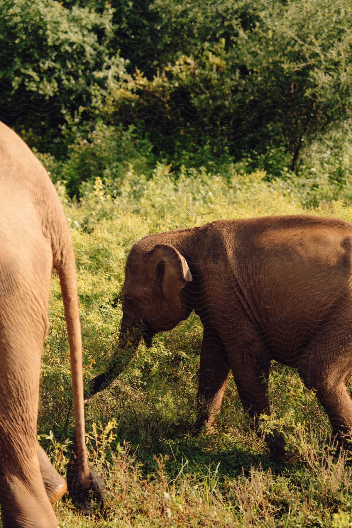 Young elephant walking alongside an adult elephant in a savannah environment.