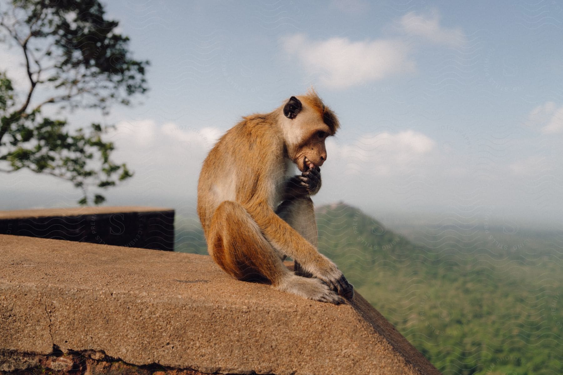 Monkey with paw in mouth sitting on a concrete surface in a natural environment