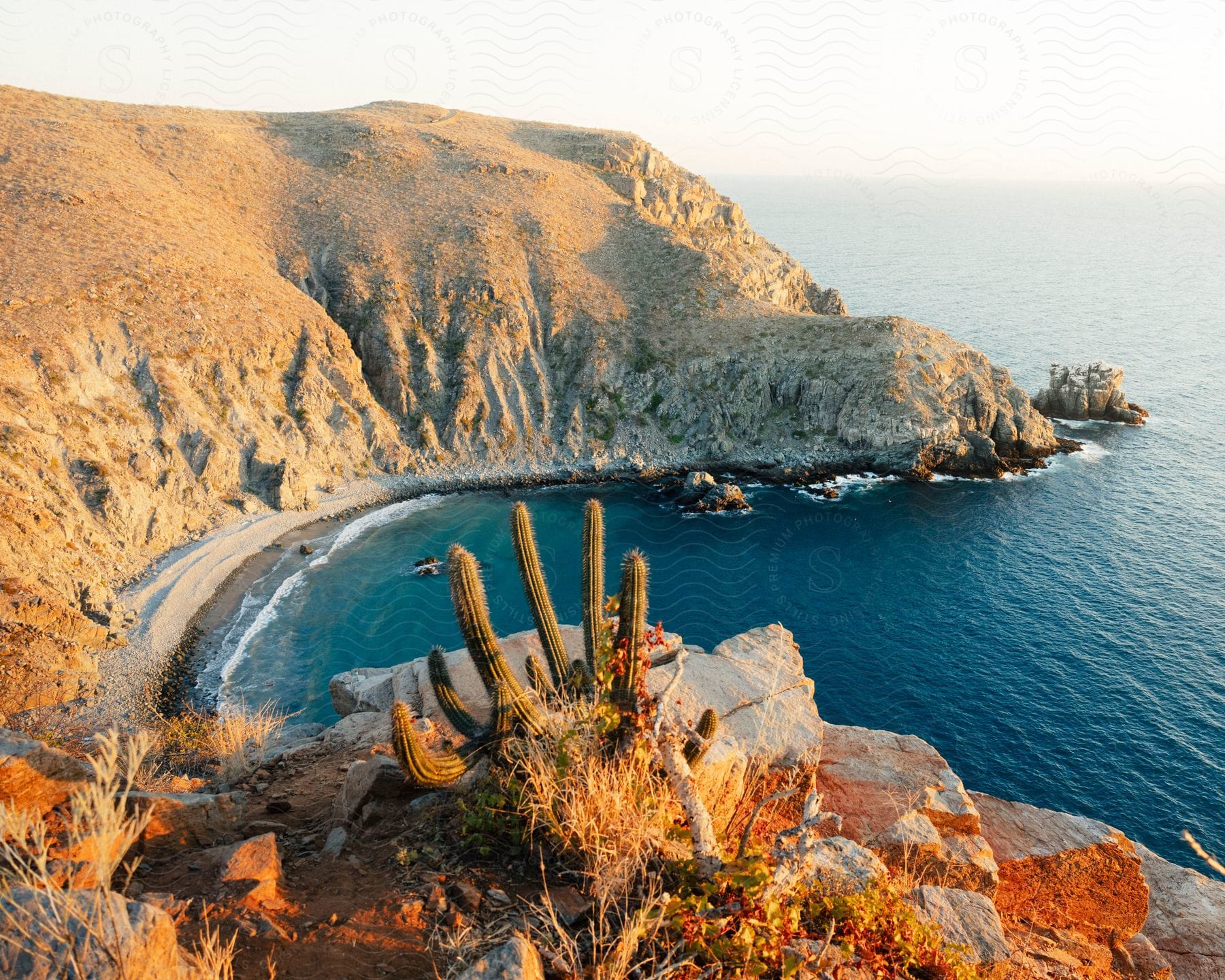 A serene coastal landscape during golden hour. A prominent cactus is in the foreground, rising above rocky ground covered with sparse vegetation.