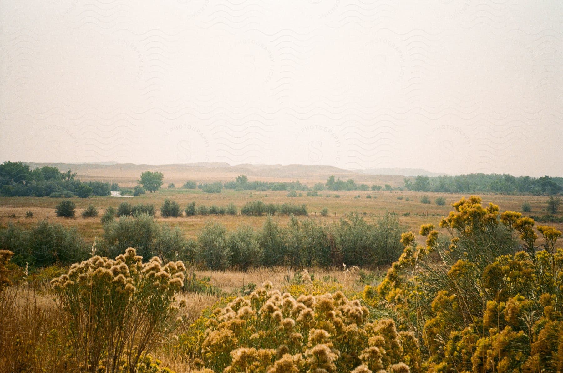 Flat natural group with mountains on the horizon