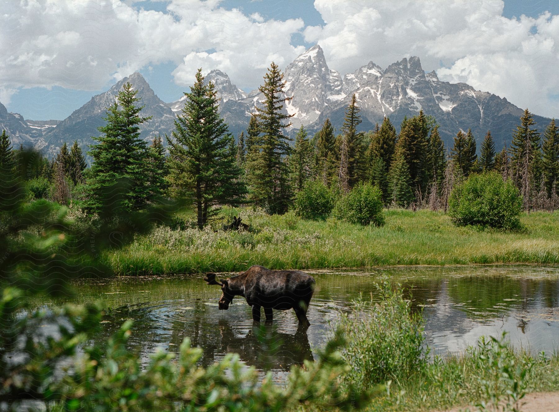 Alaska moose walking in a lake with trees around and snowy mountains on the horizon