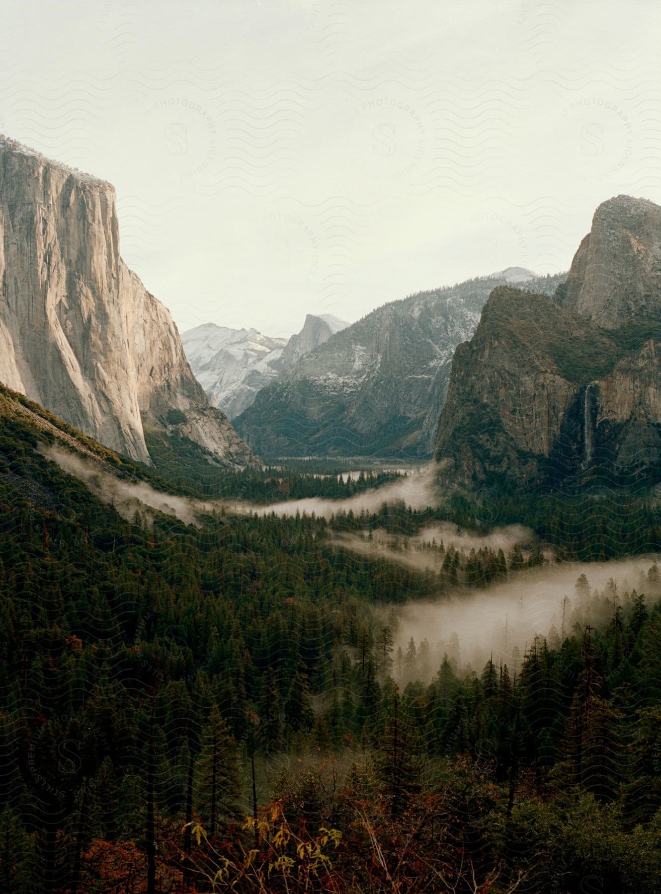 A forested area with fog patches near rocky mountains.