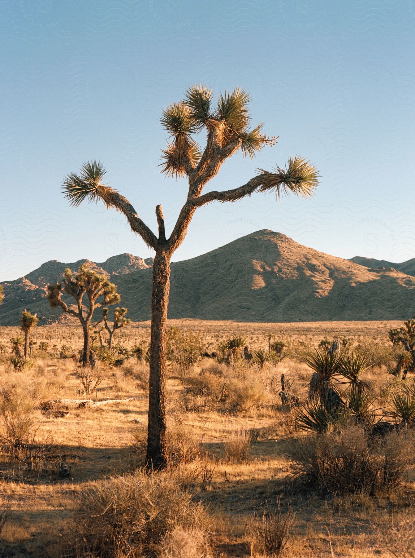 Joshua trees stand in the desert with mountains in the distance