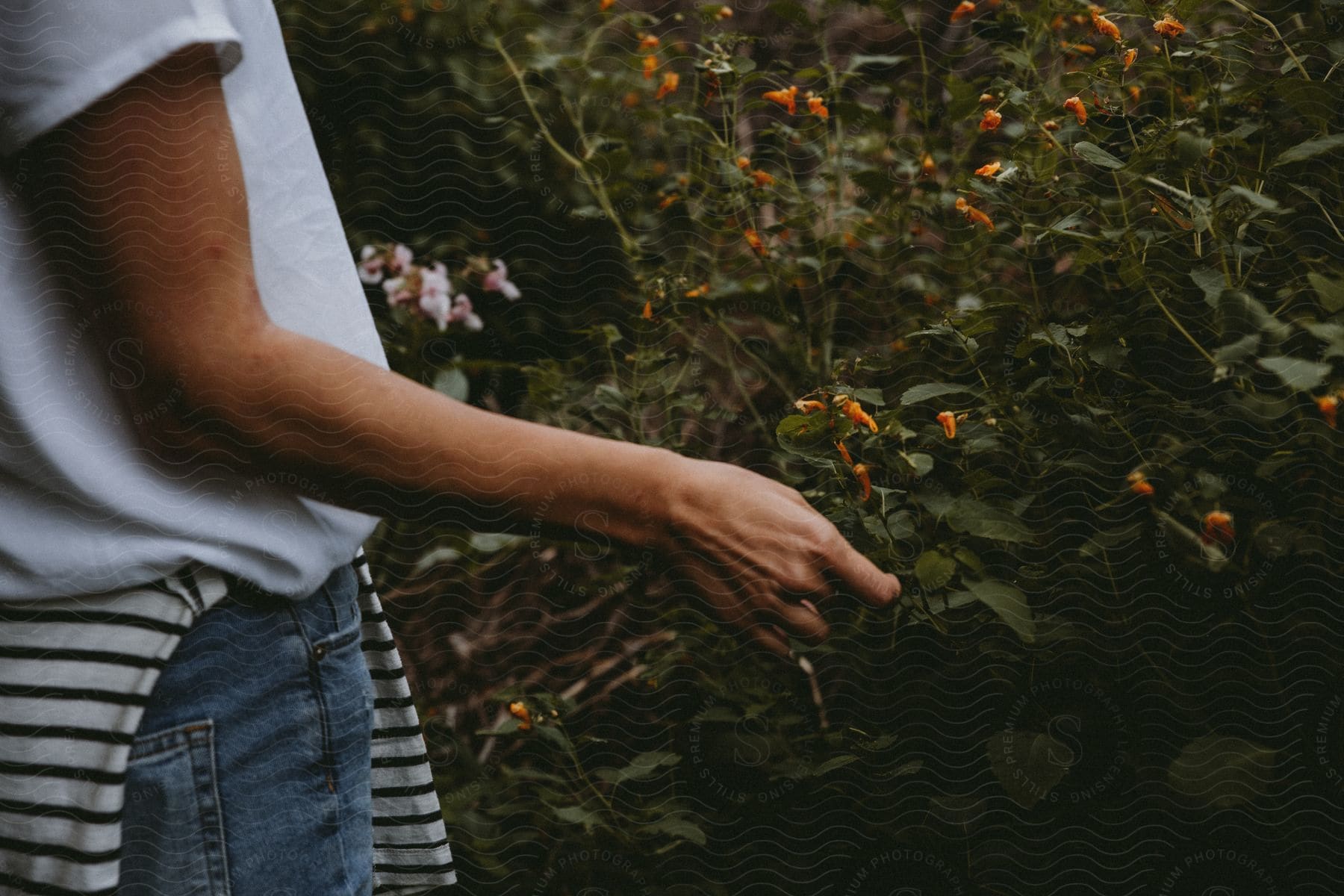 A person stands outside in front of a large blooming flower bush